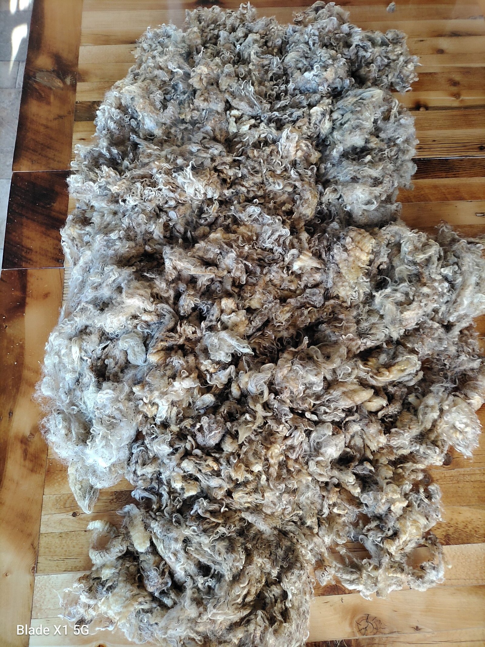 2-3.5" Wensleydale Teeswater Fleece - Image 2