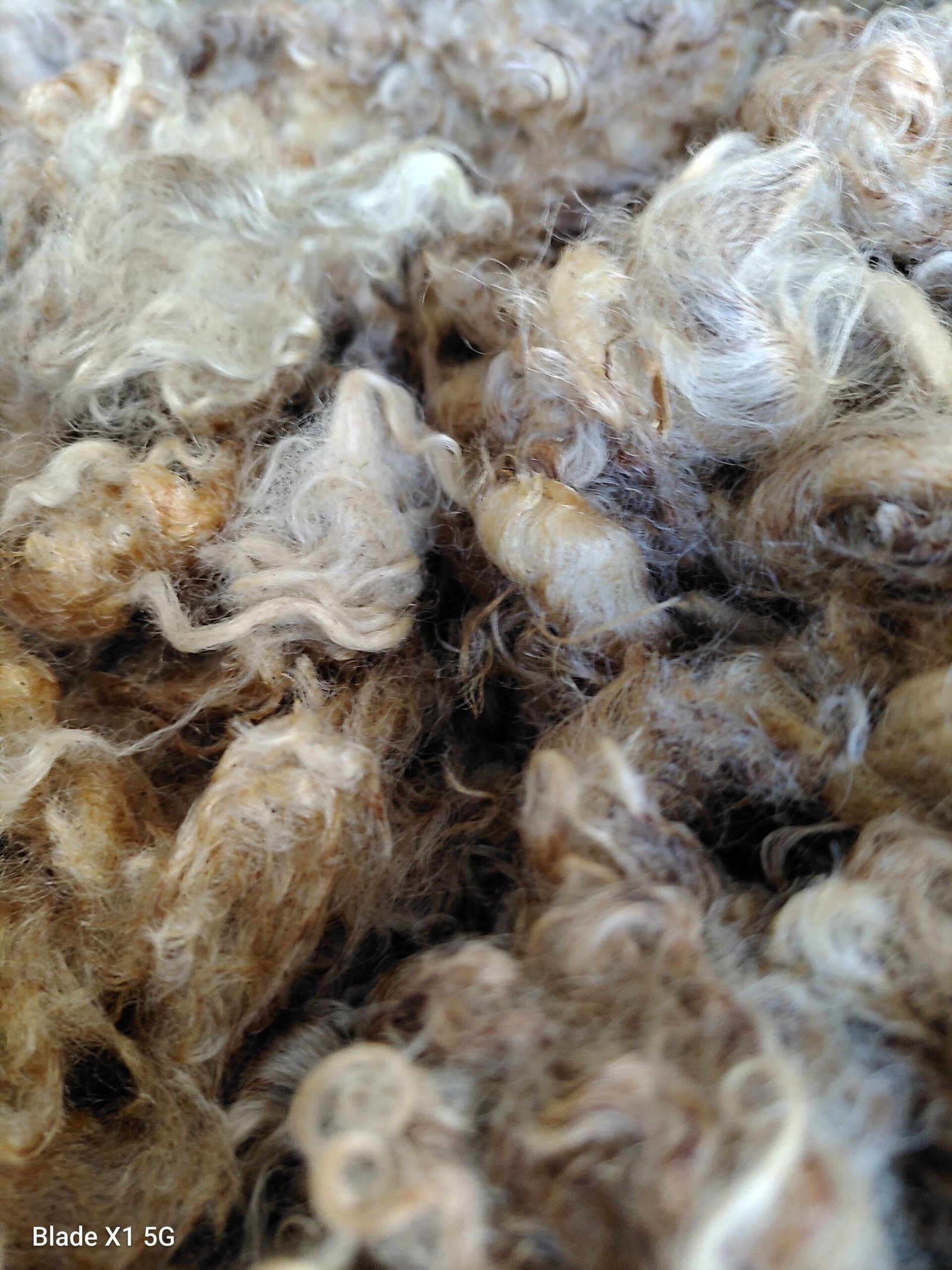 2-3.5" Wensleydale Teeswater Fleece - Image 8