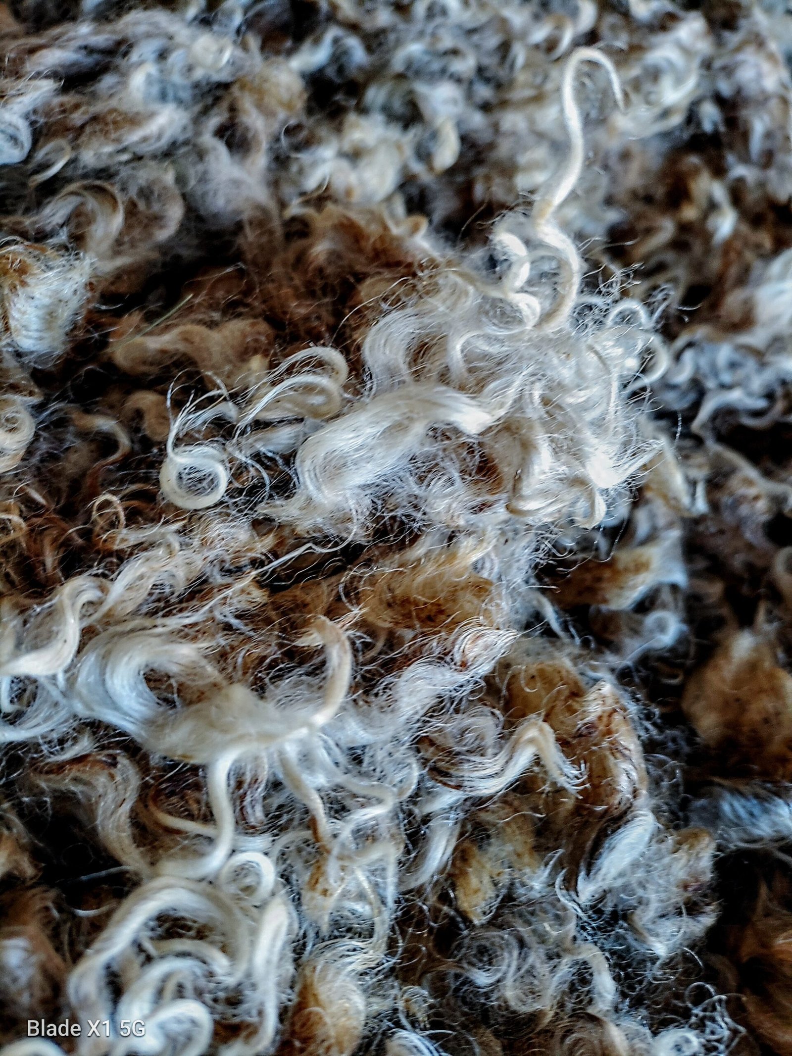 2-3.5" Wensleydale Teeswater Fleece - Image 7