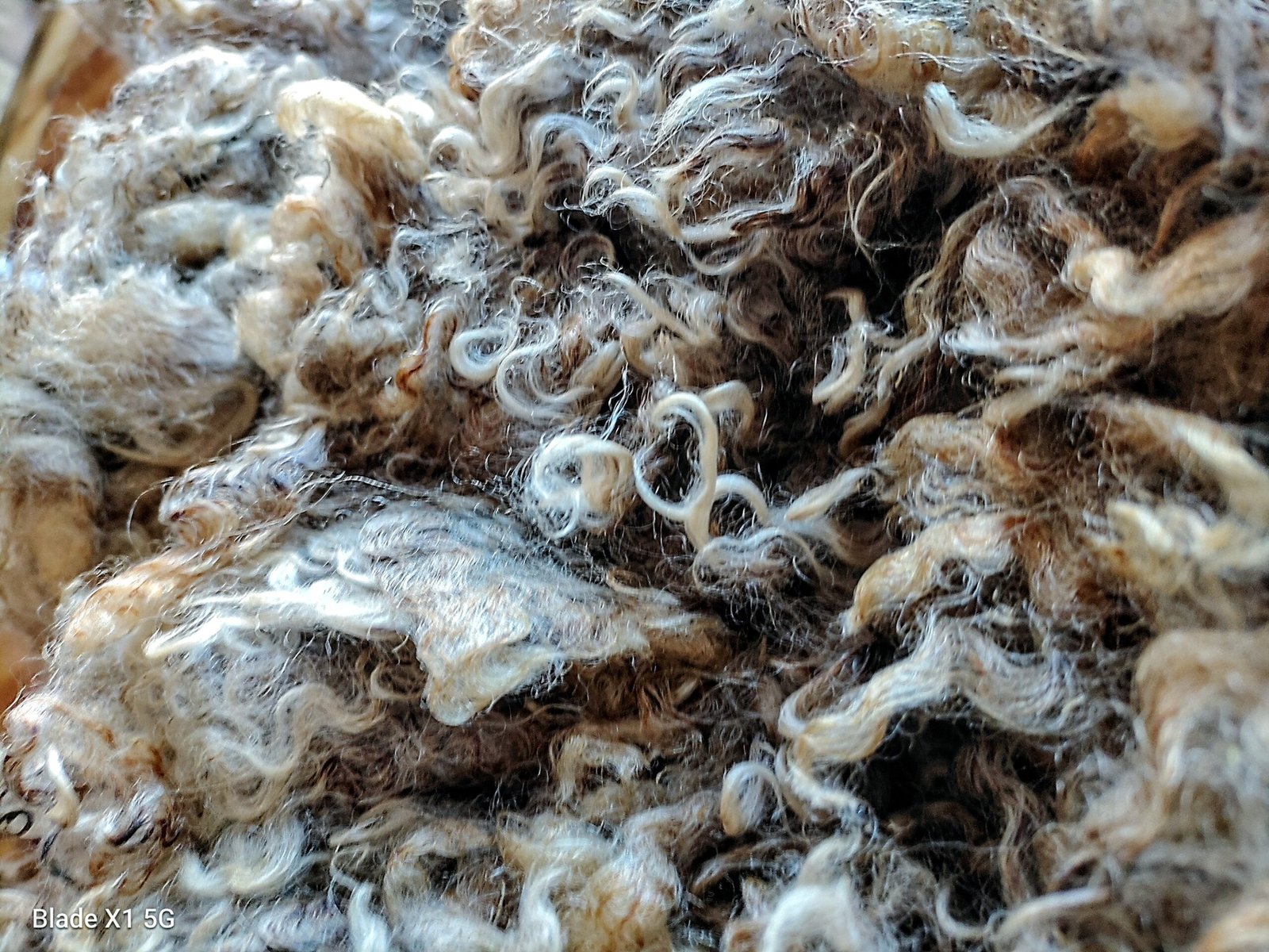 2-3.5" Wensleydale Teeswater Fleece - Image 6