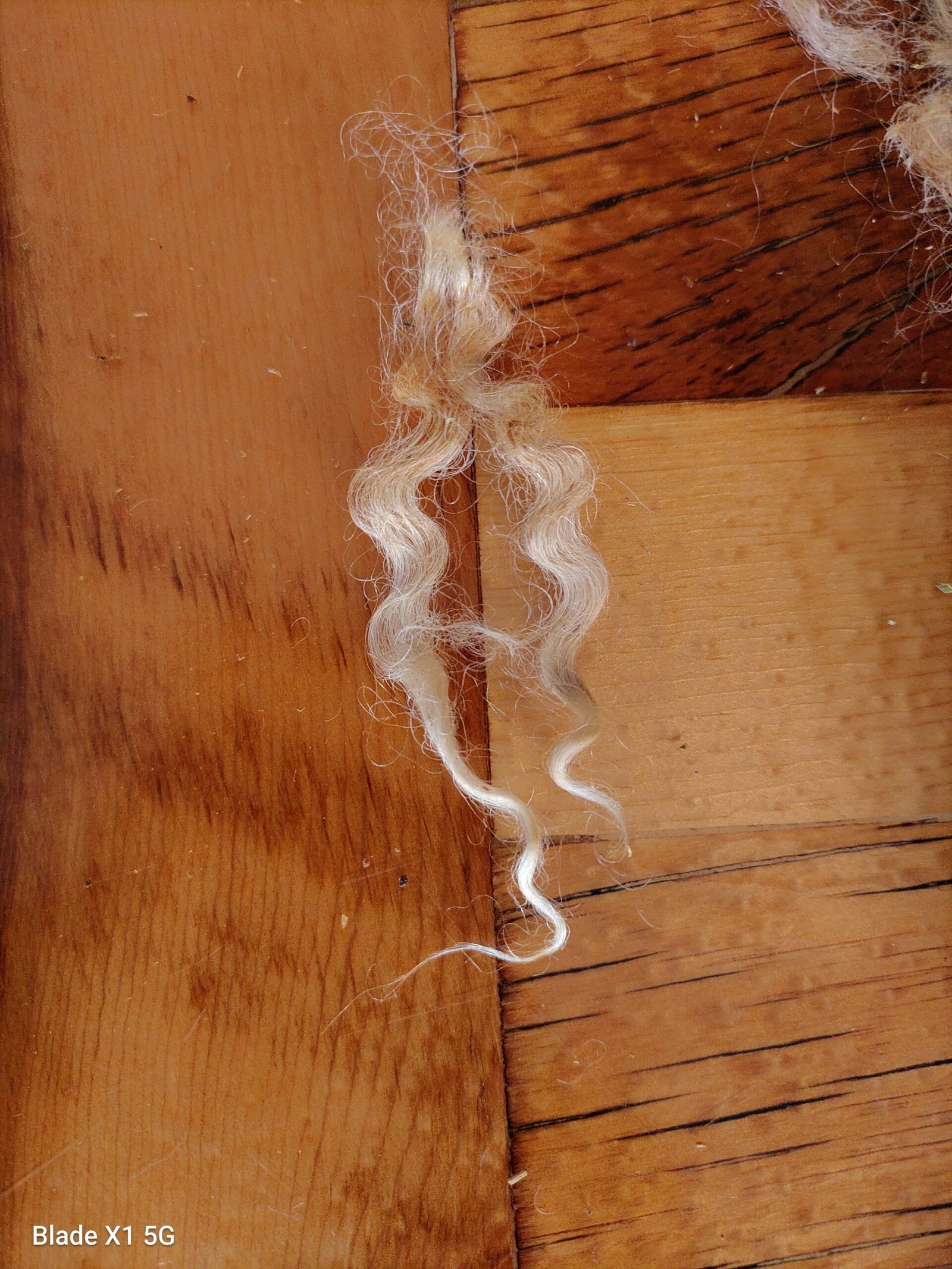 2-3.5" Wensleydale Teeswater Fleece - Image 5