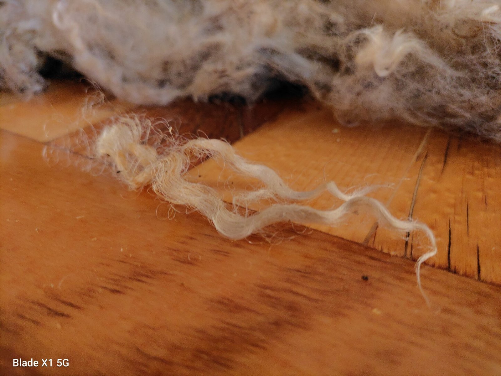 2-3.5" Wensleydale Teeswater Fleece - Image 4