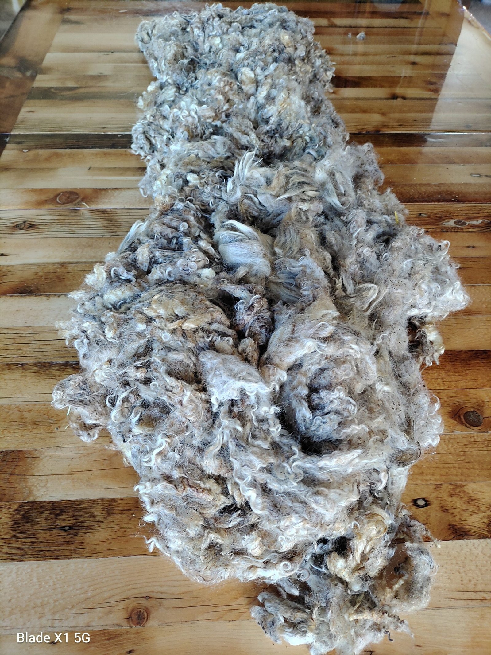 2-3.5" Wensleydale Teeswater Fleece - Image 3