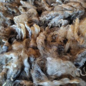Alternative view of 4-5" Wensleydale Teeswater Fleece