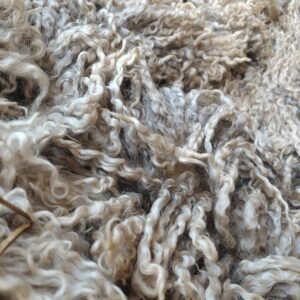 7.5" Wensleydale Teeswater fleece