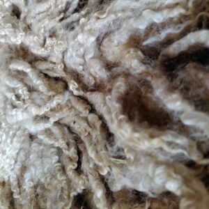Alternative view of 9" Wensleydale Teeswater fleece