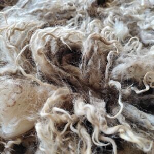 Alternative view of 8" Wensleydale Teeswater fleece