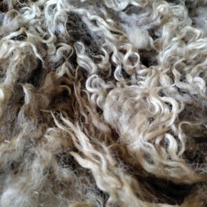 8" Wensleydale Teeswater fleece