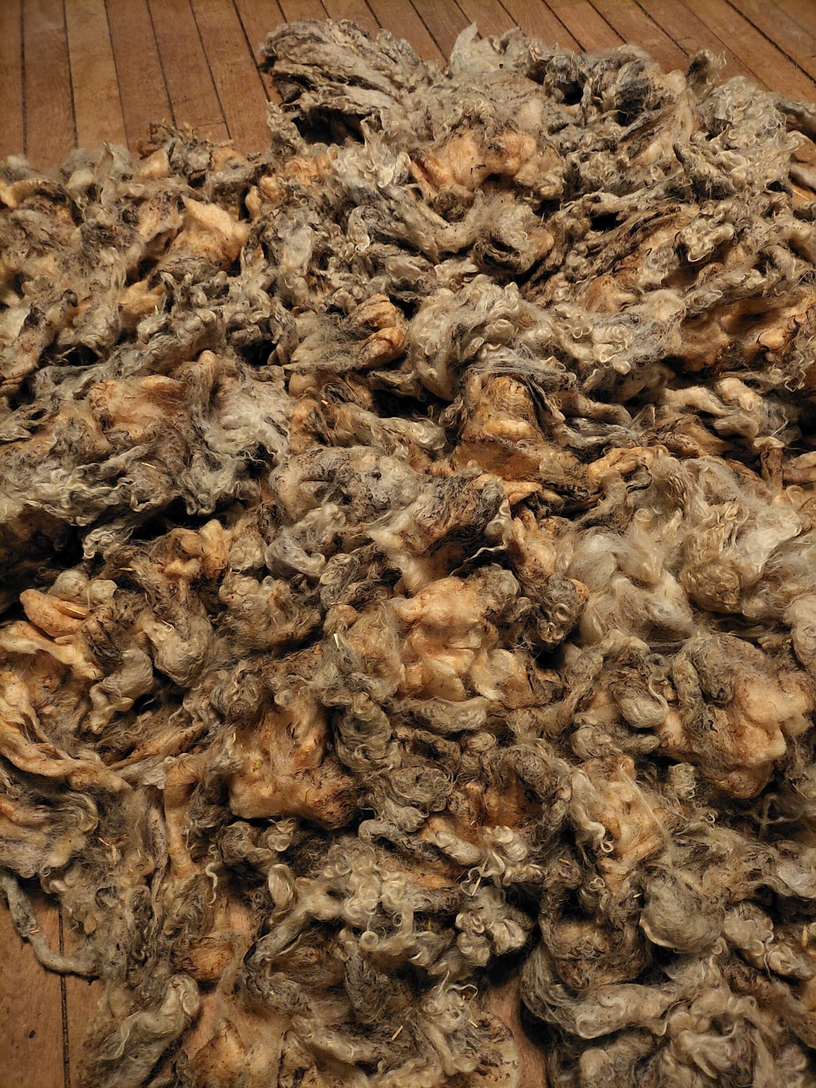 5-6" Wensleydale Teeswater Fleece - Image 2