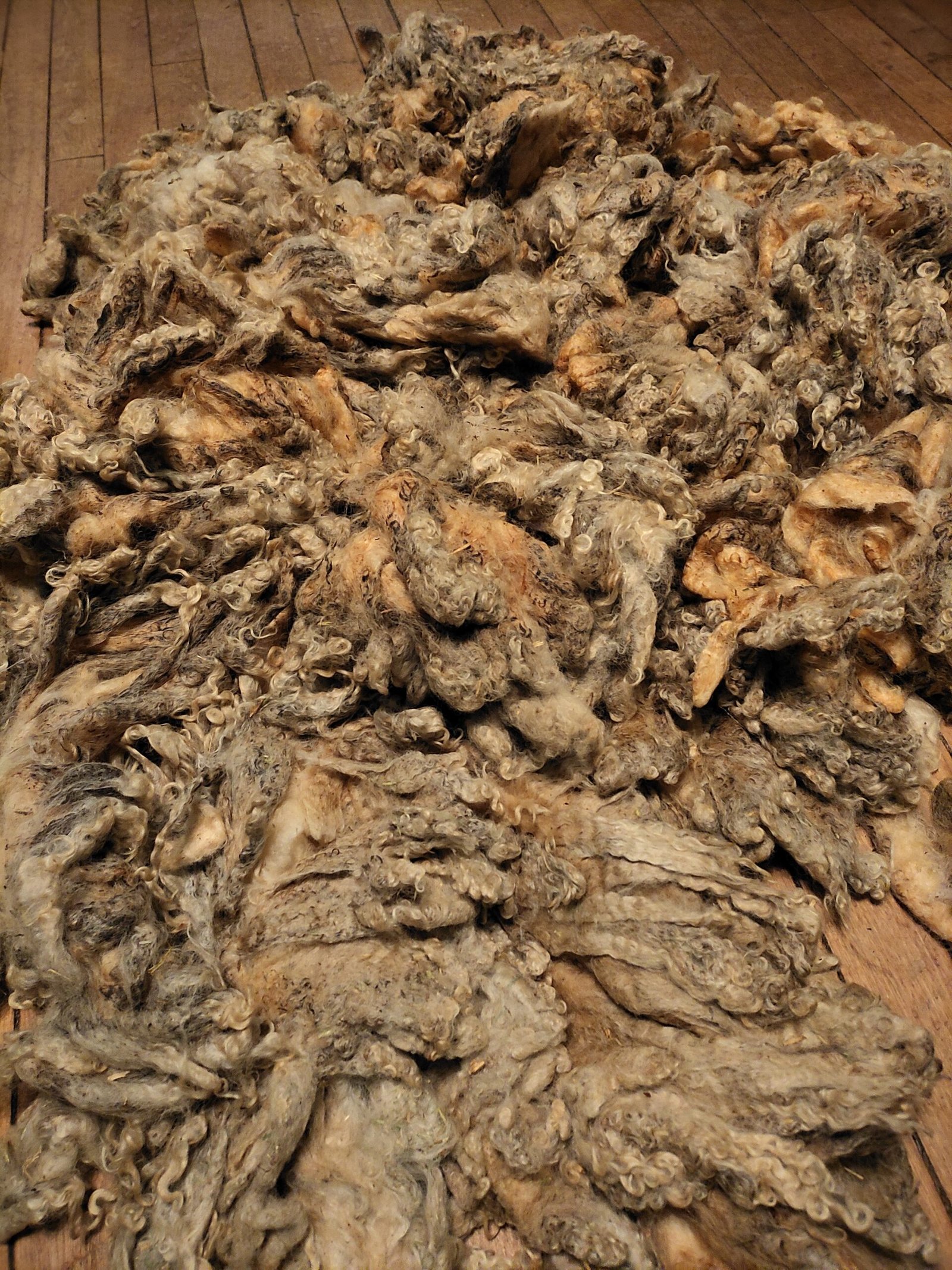 5-6" Wensleydale Teeswater Fleece - Image 4