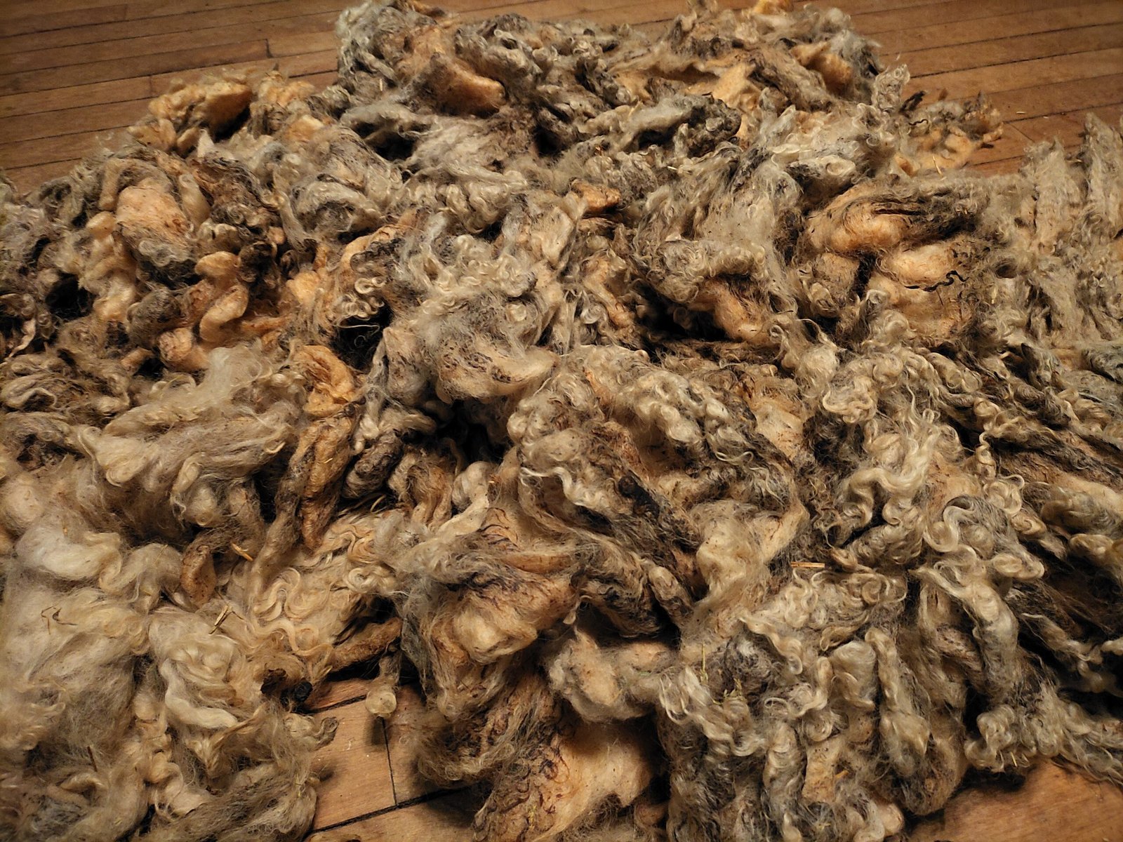 5-6" Wensleydale Teeswater Fleece - Image 3