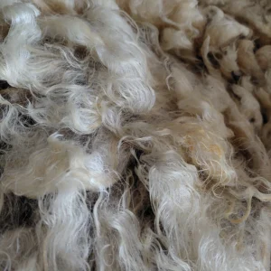 Alternative view of 8" Wensleydale Teeswater fleece