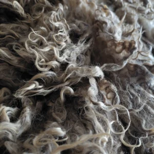 8" Wensleydale Teeswater fleece