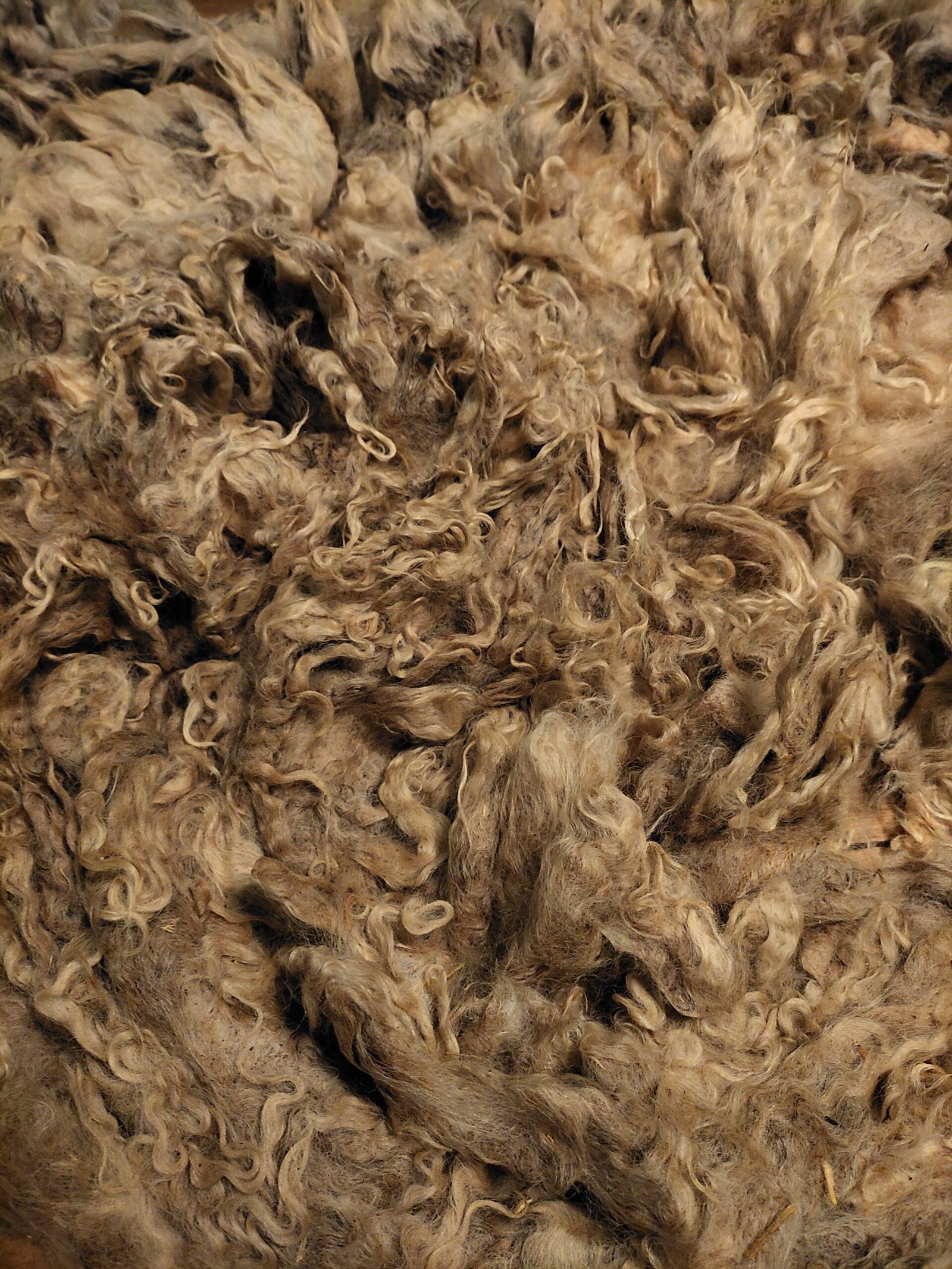 8" Wensleydale/Teeswater fleece - Image 4