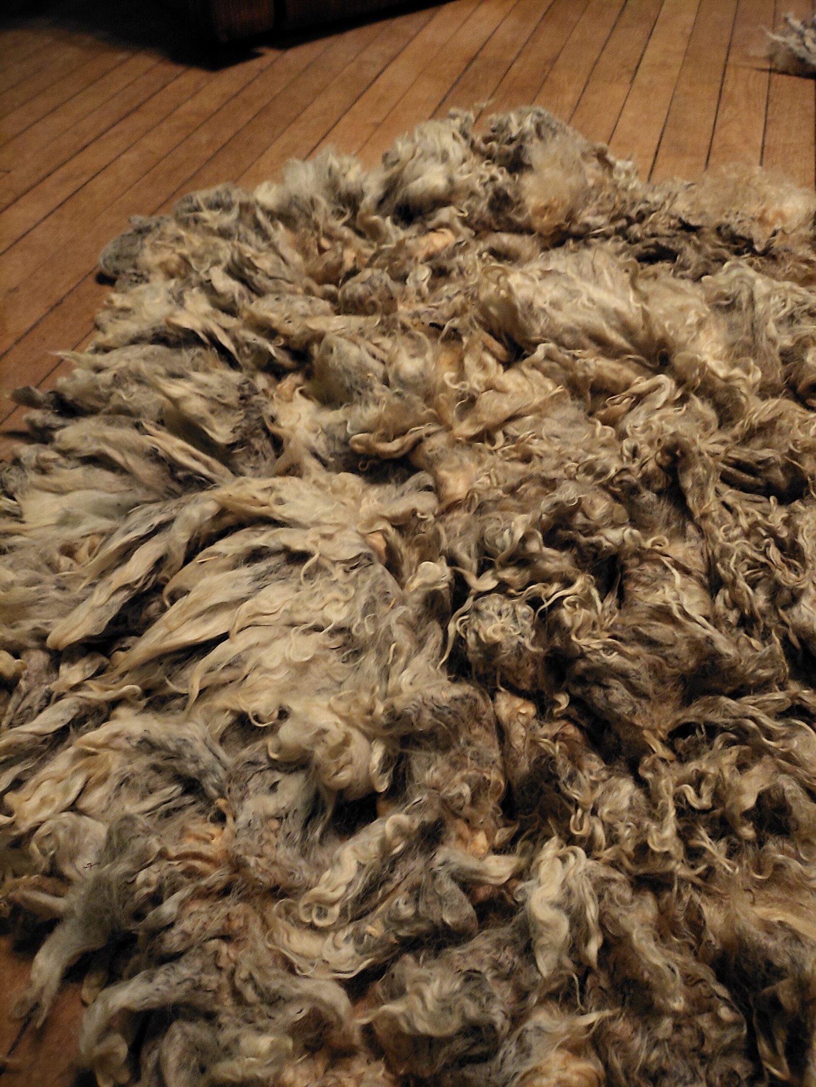 8" Wensleydale/Teeswater fleece - Image 3