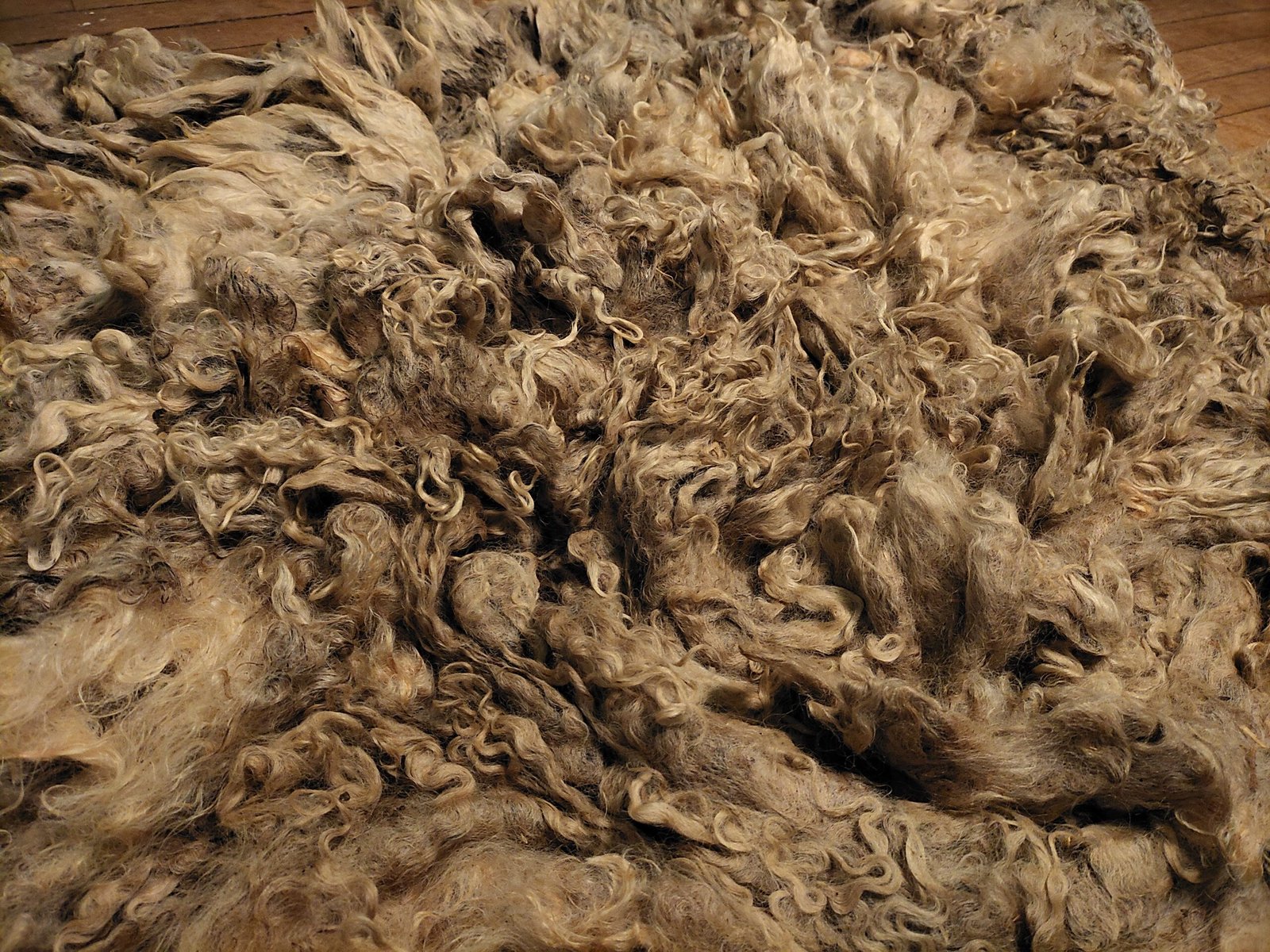 8" Wensleydale/Teeswater fleece - Image 2