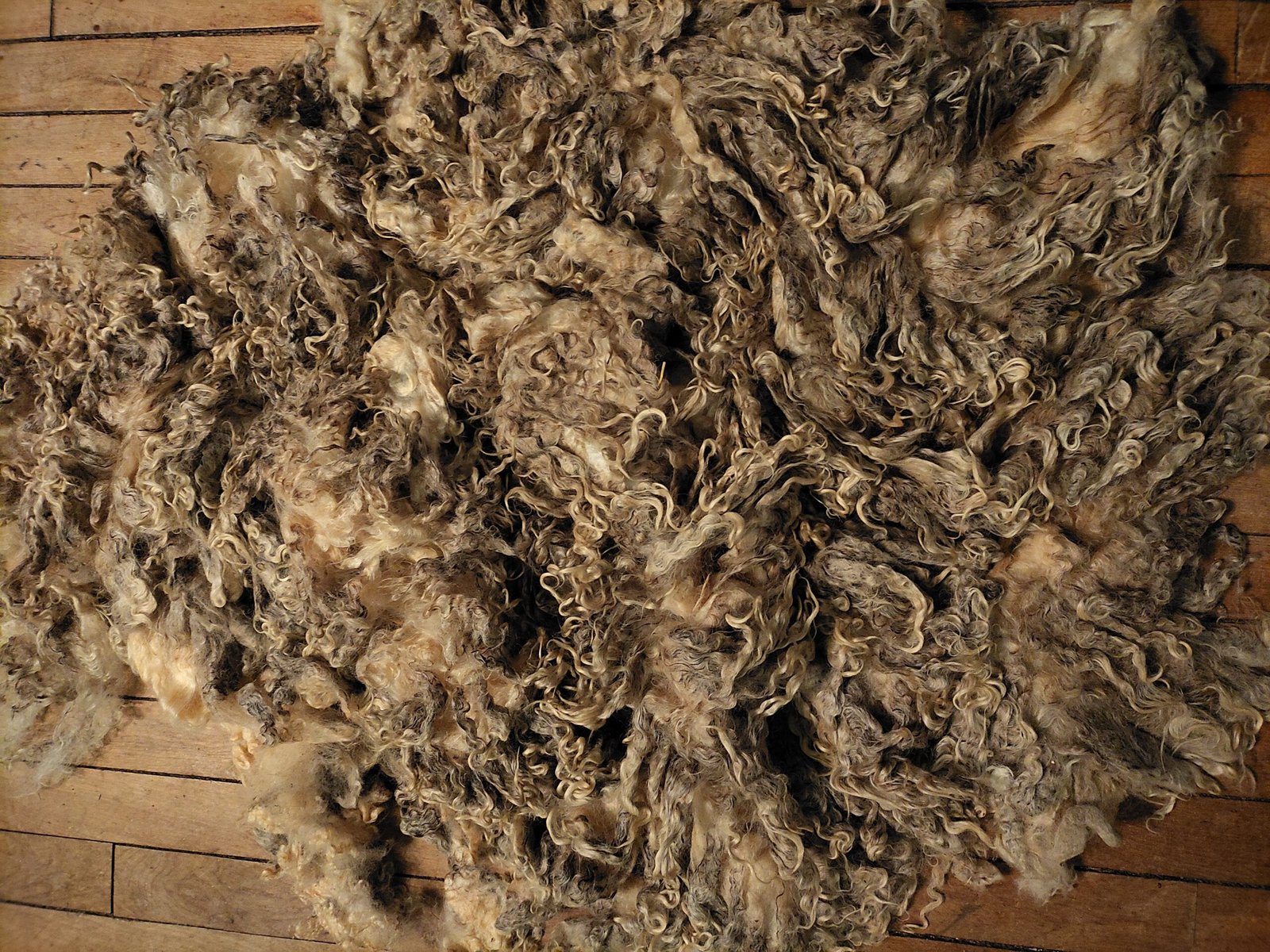 8" Wensleydale/Teeswater fleece