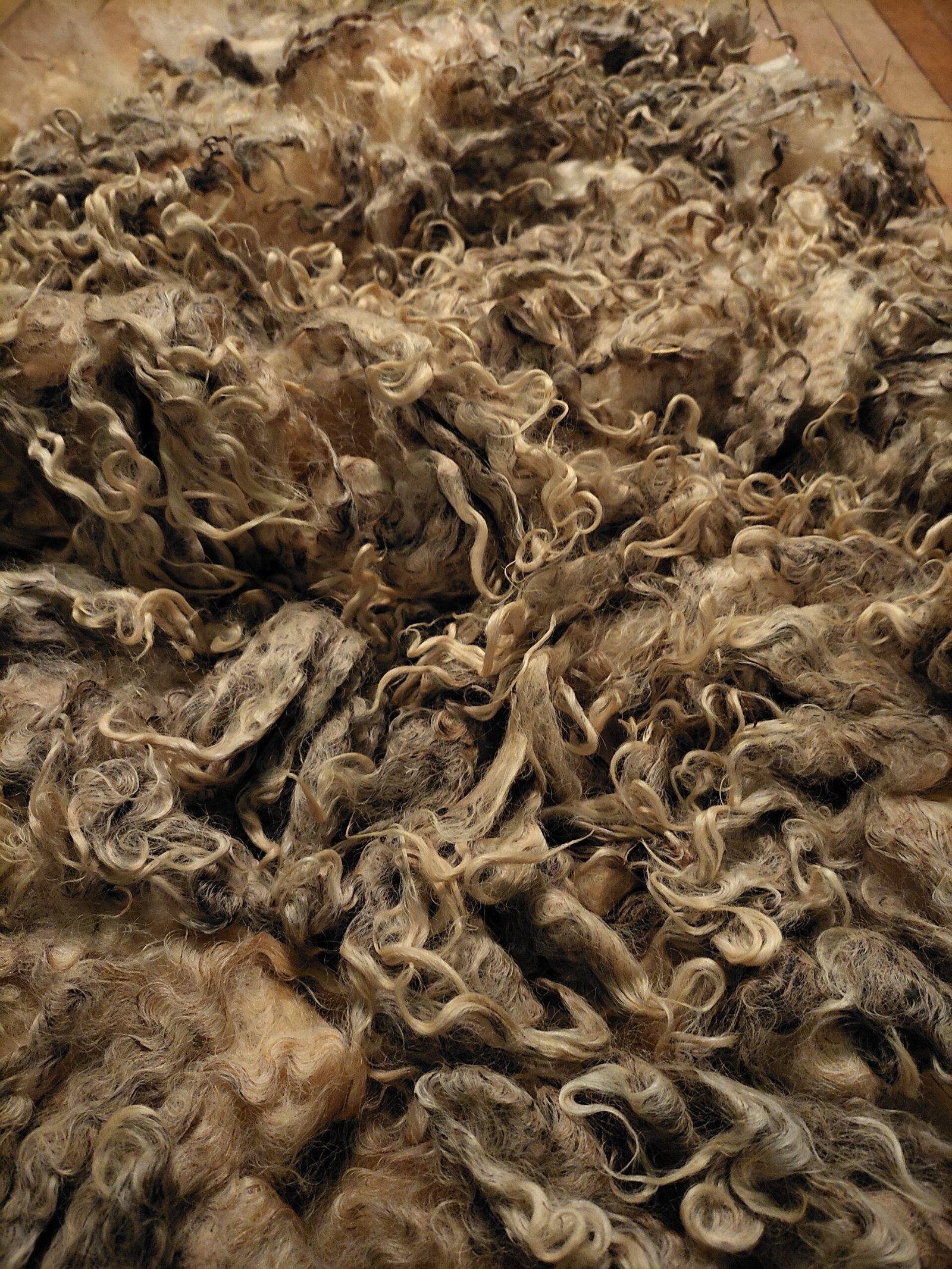 8" Wensleydale/Teeswater fleece - Image 2