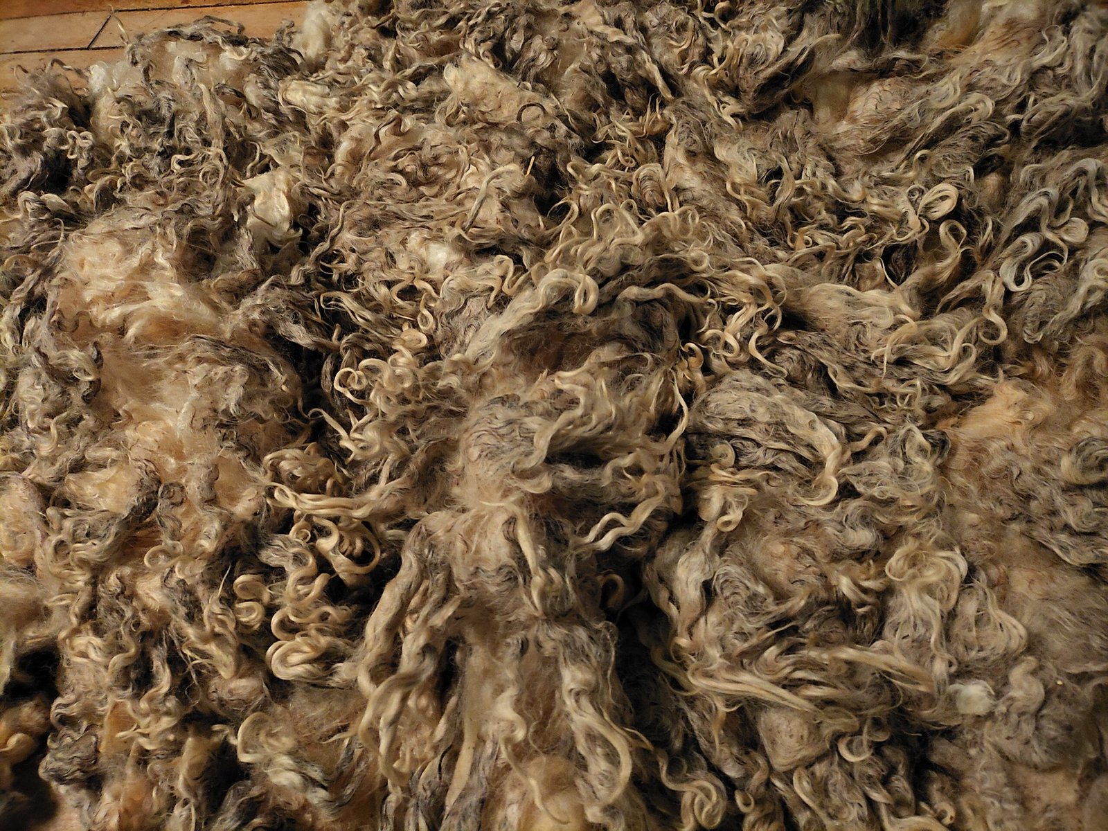 8" Wensleydale/Teeswater fleece - Image 4