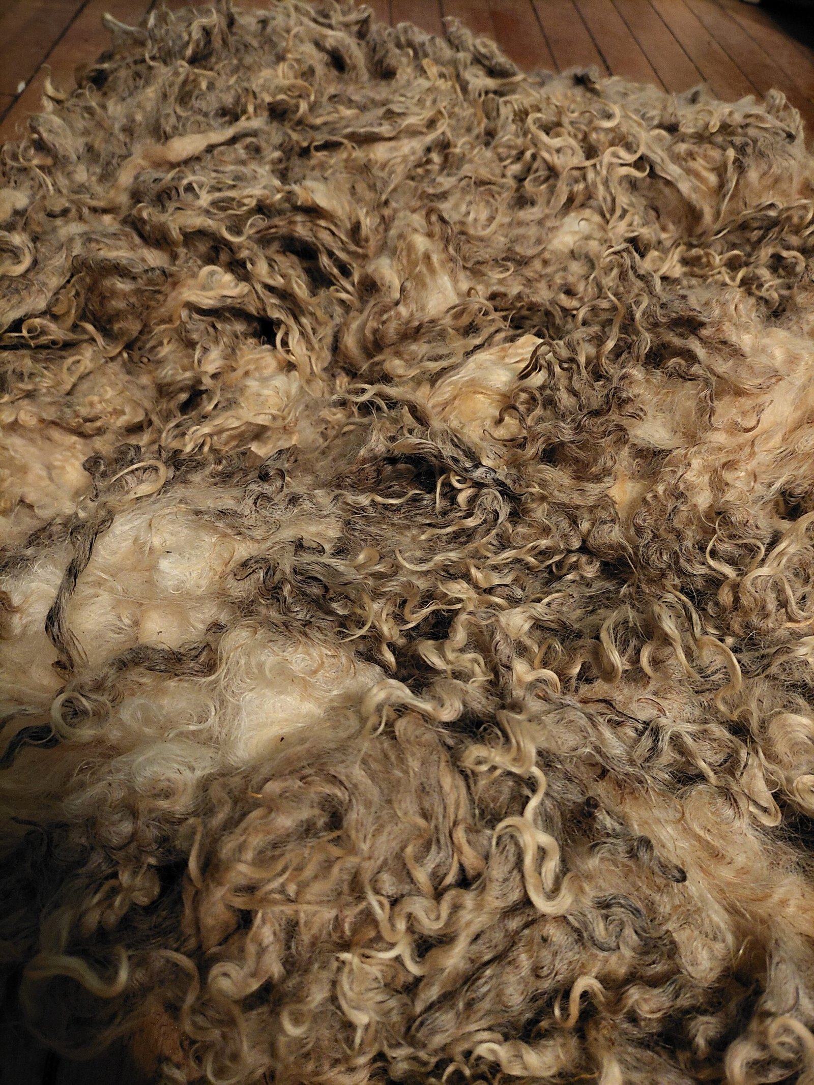8" Wensleydale/Teeswater fleece - Image 3