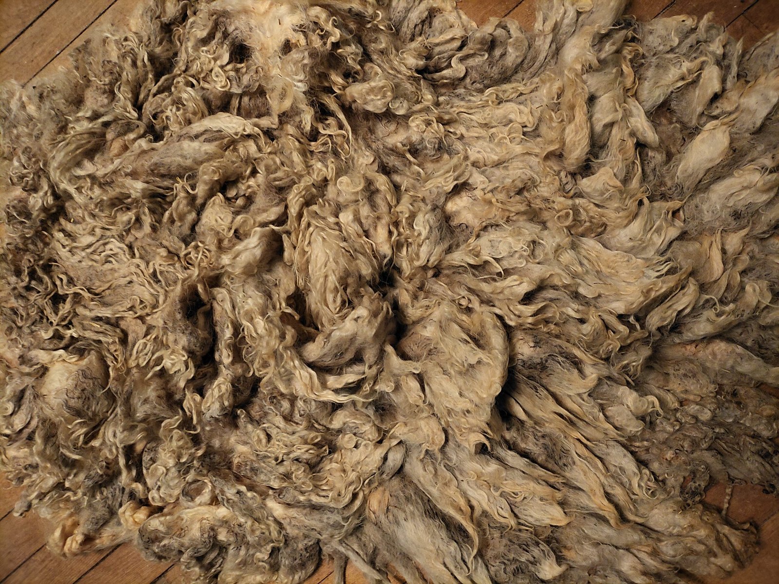8" Wensleydale/Teeswater fleece