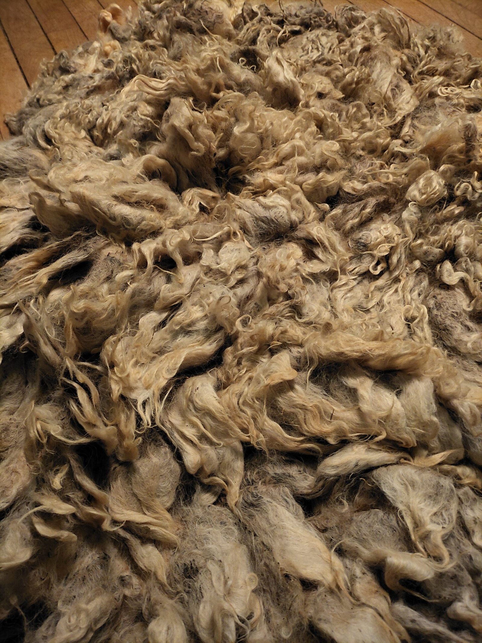 8" Wensleydale/Teeswater fleece - Image 2