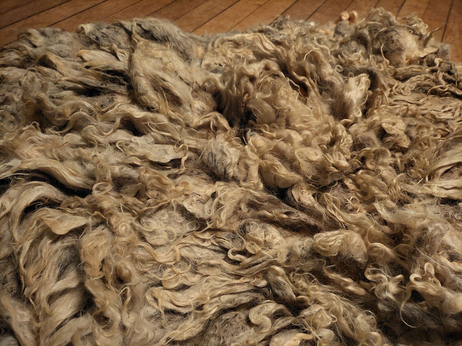 8" Wensleydale/Teeswater fleece - Image 4