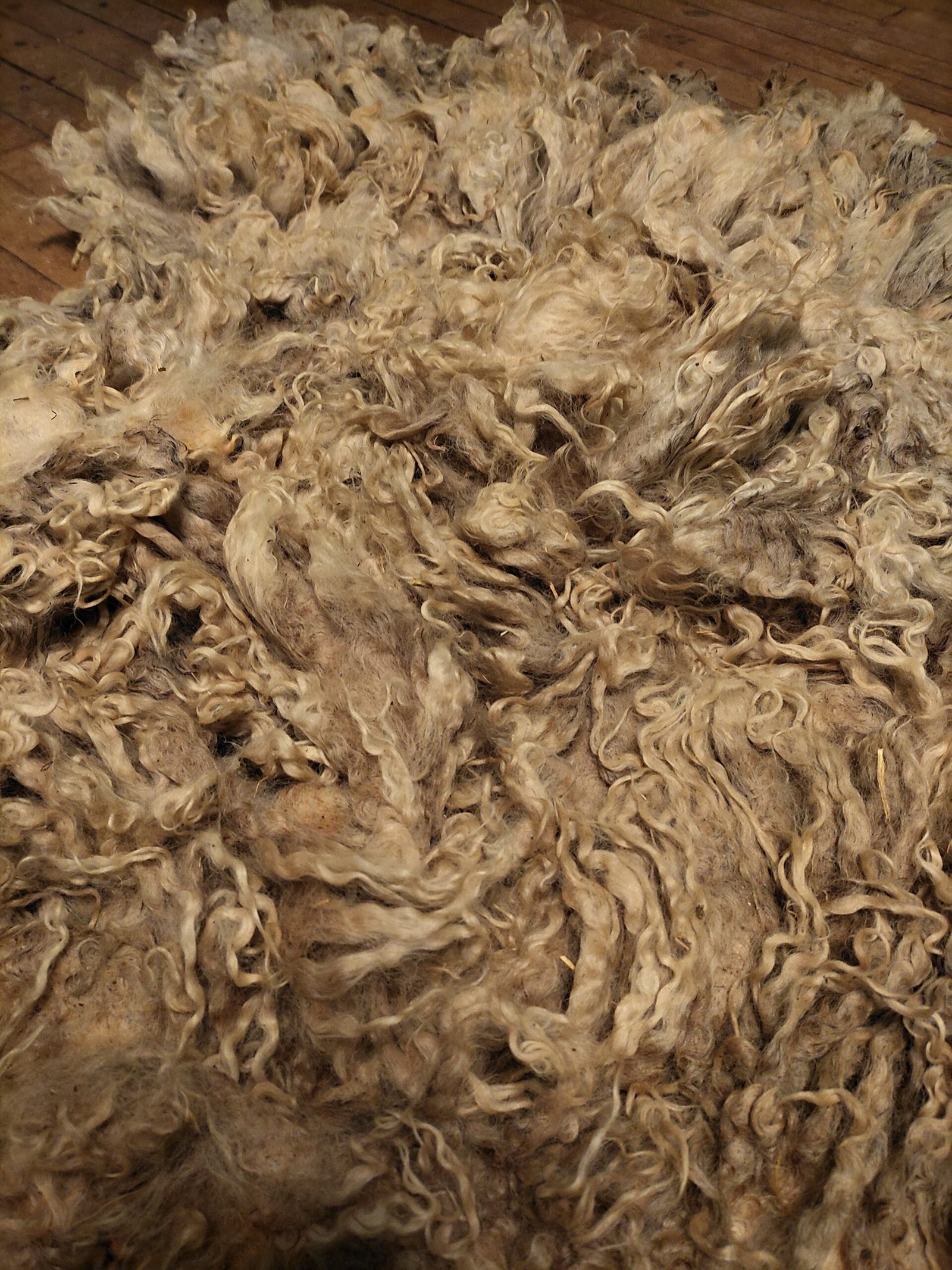 8" Wensleydale/Teeswater fleece - Image 3
