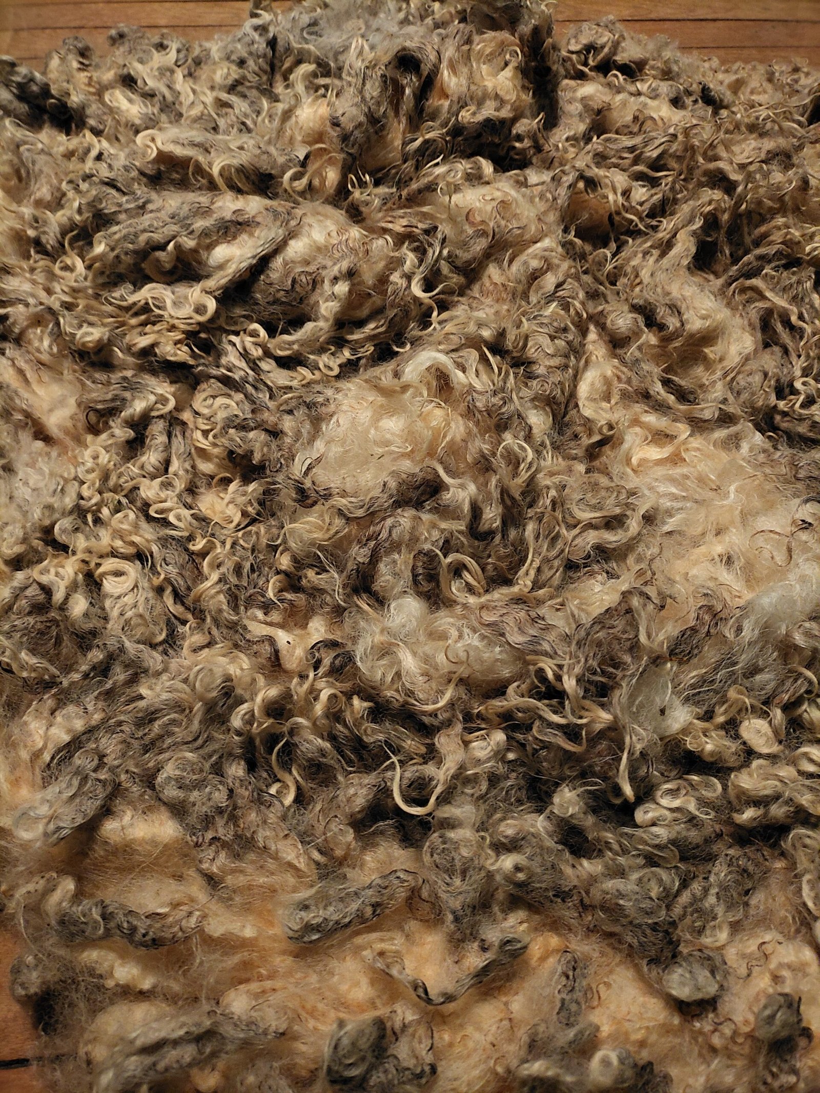 8" Wensleydale/Teeswater fleece - Image 2