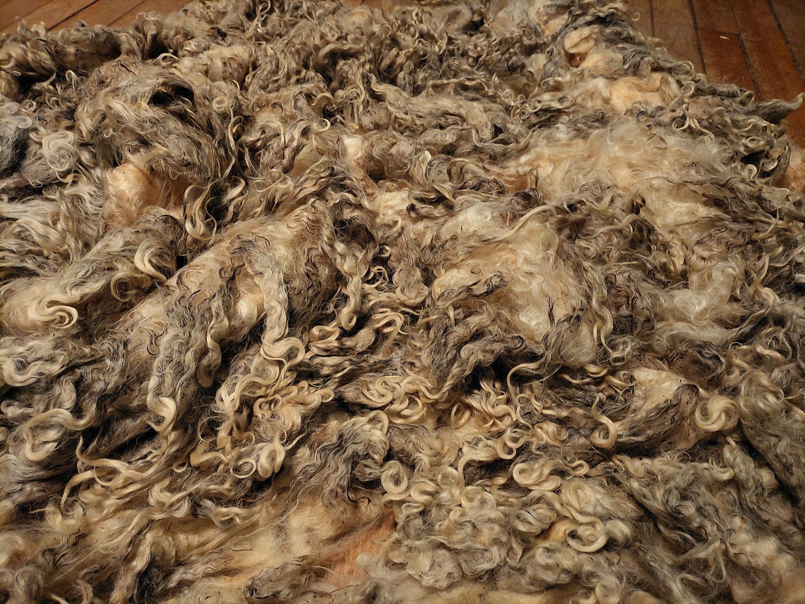 8" Wensleydale/Teeswater fleece - Image 4