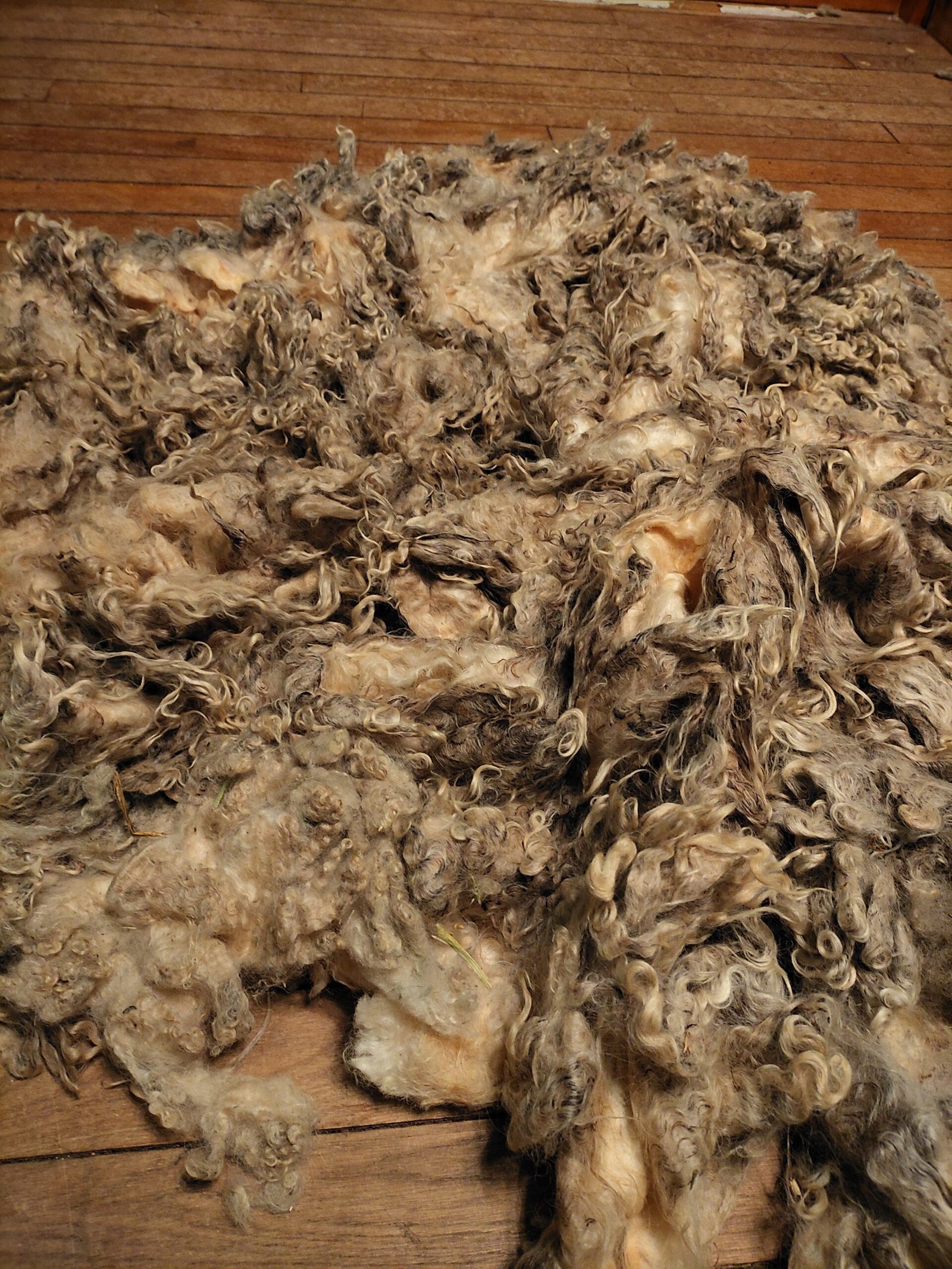 8" Wensleydale/Teeswater fleece - Image 3