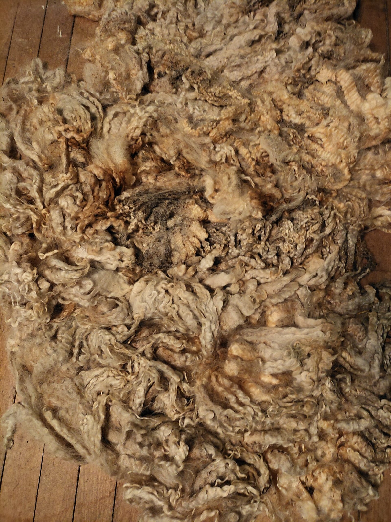 9.5" Wensleydale/Teeswater fleece