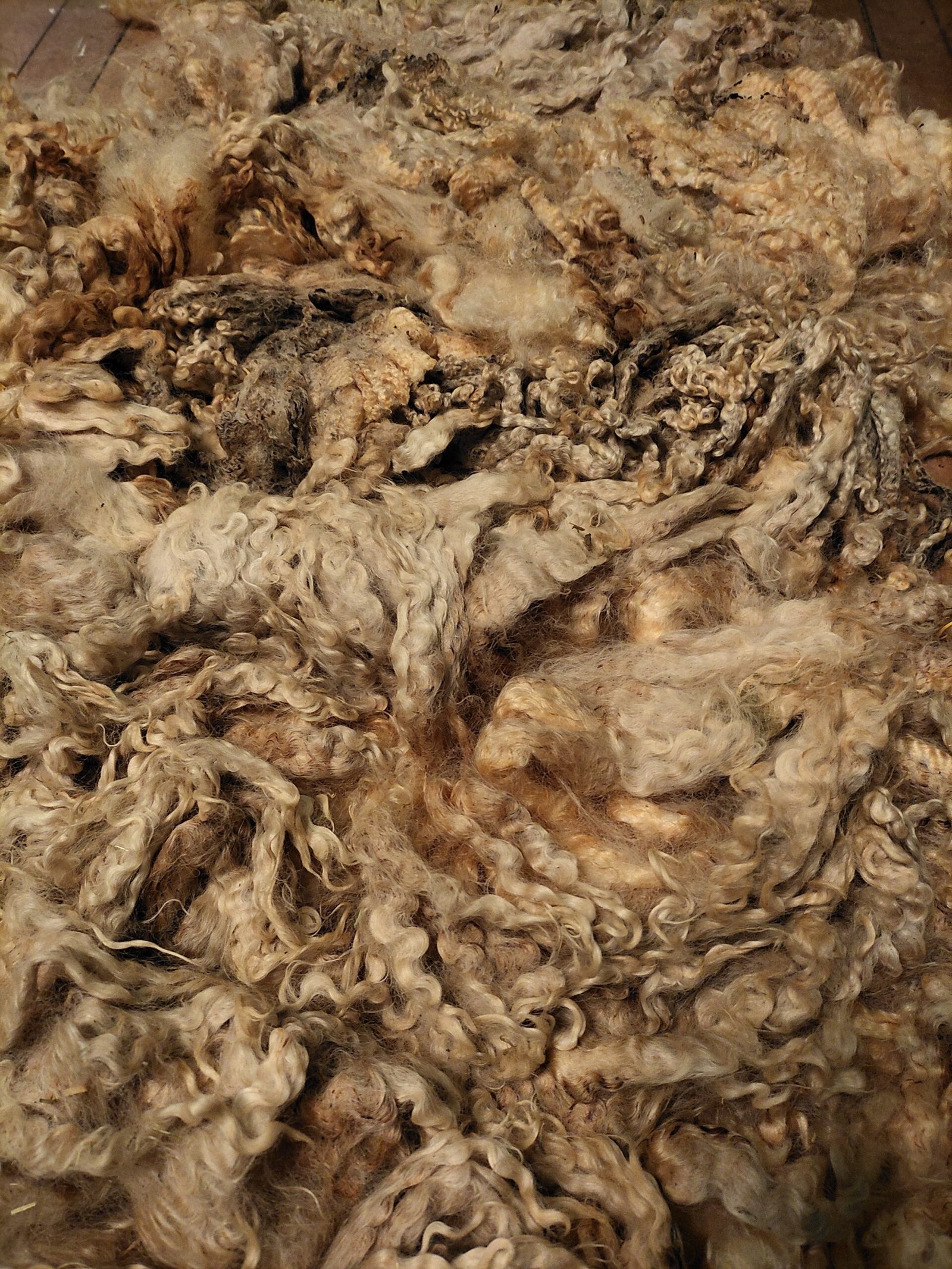 9.5" Wensleydale/Teeswater fleece - Image 2