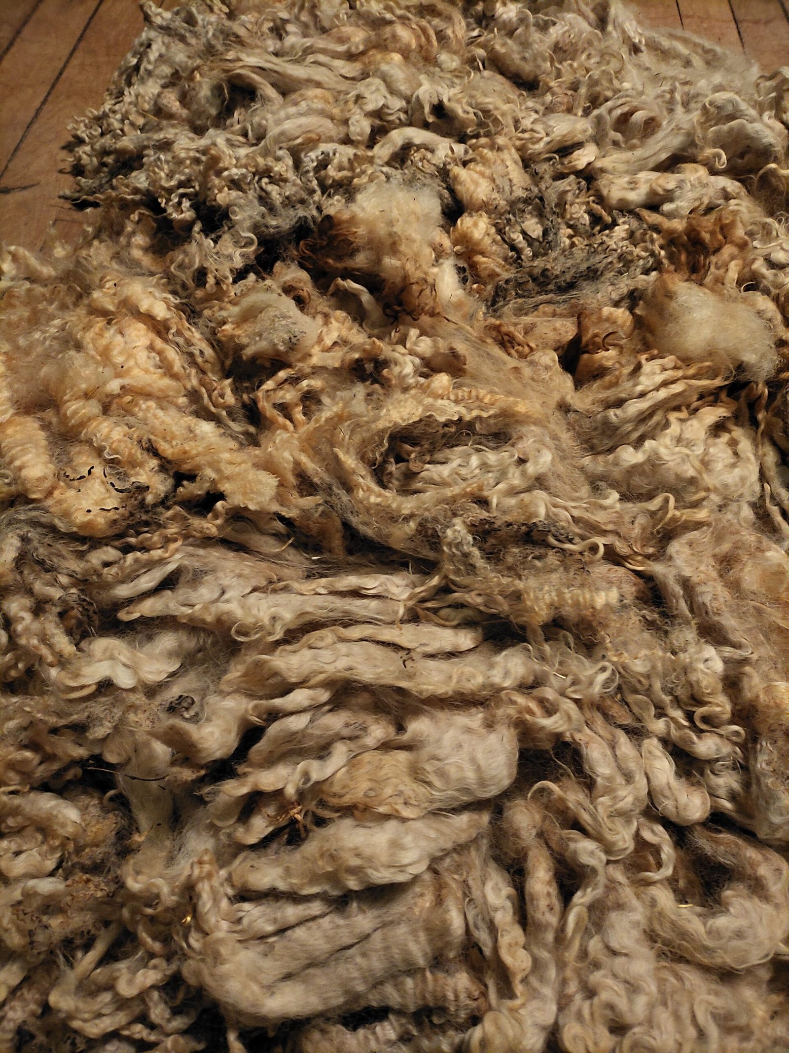9.5" Wensleydale/Teeswater fleece - Image 4