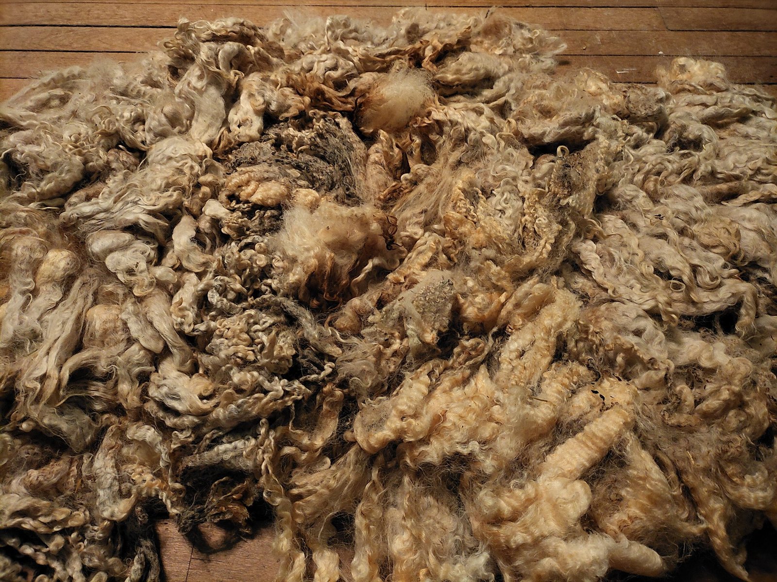 9.5" Wensleydale/Teeswater fleece - Image 3