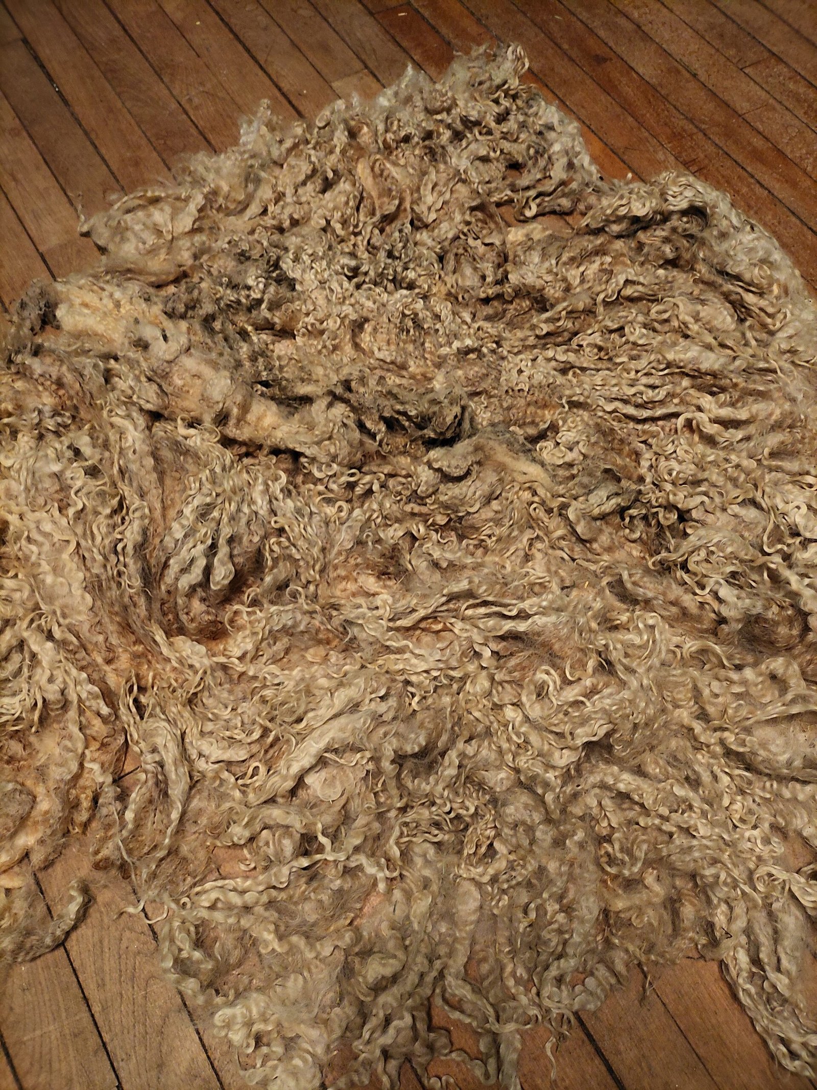 9.5" Wensleydale/Teeswater fleece