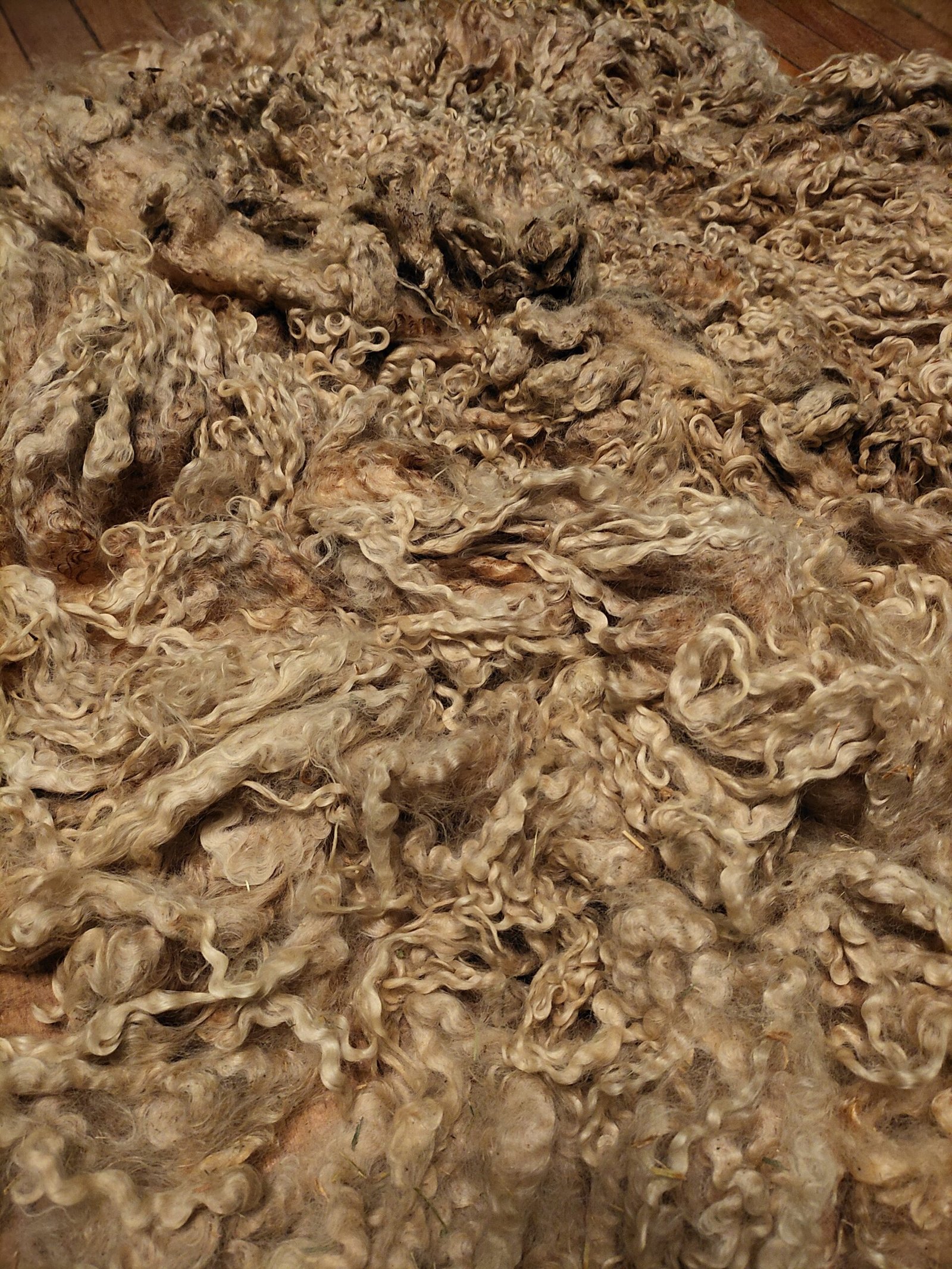 9.5" Wensleydale/Teeswater fleece - Image 3