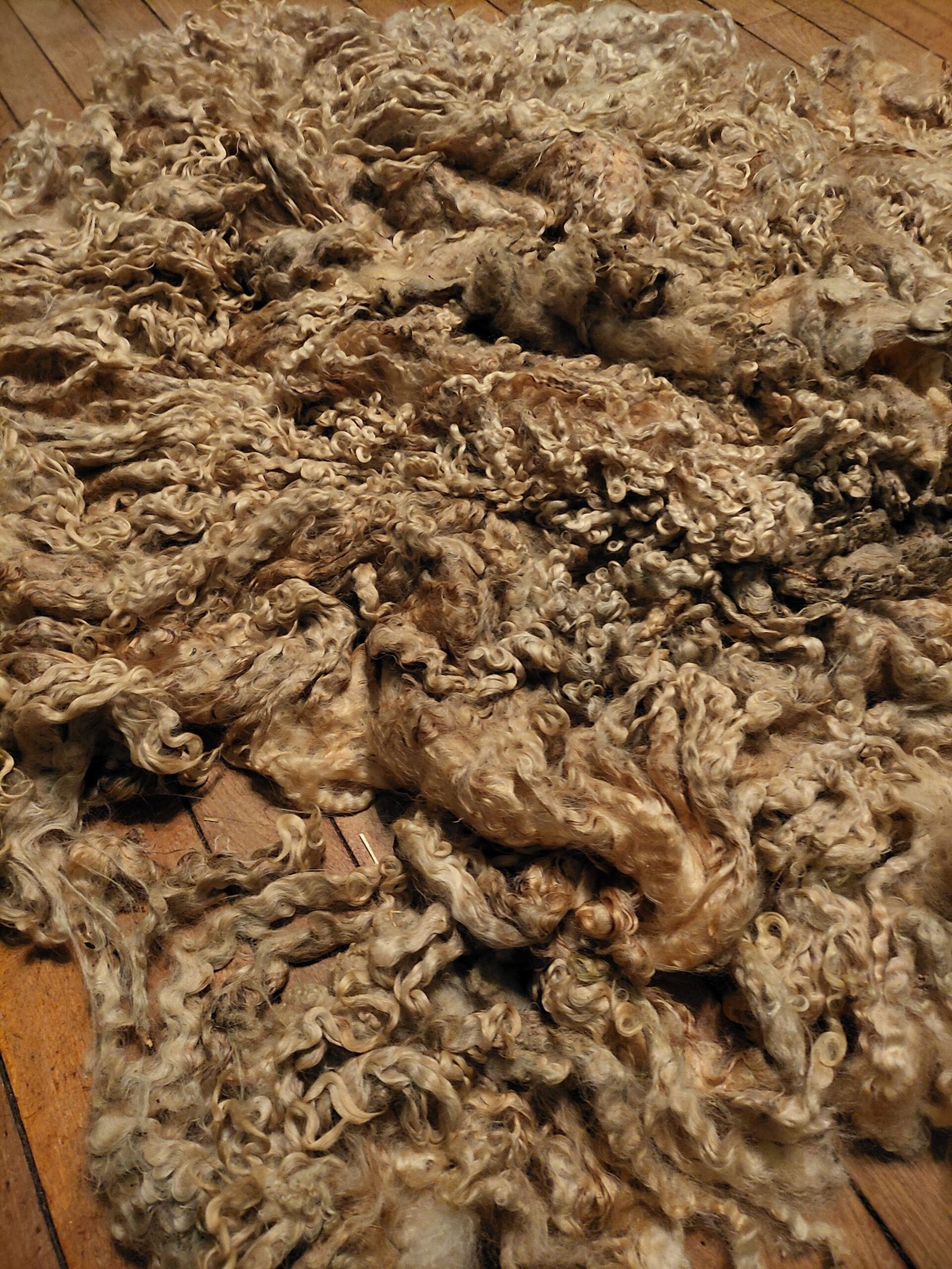 9.5" Wensleydale/Teeswater fleece - Image 4