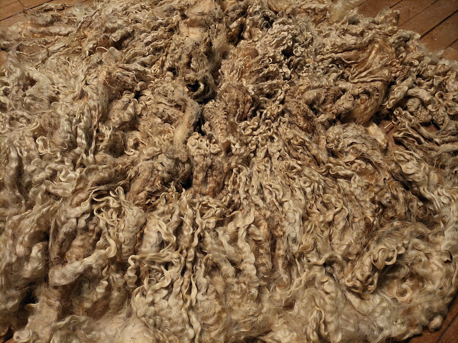 9.5" Wensleydale/Teeswater fleece - Image 2