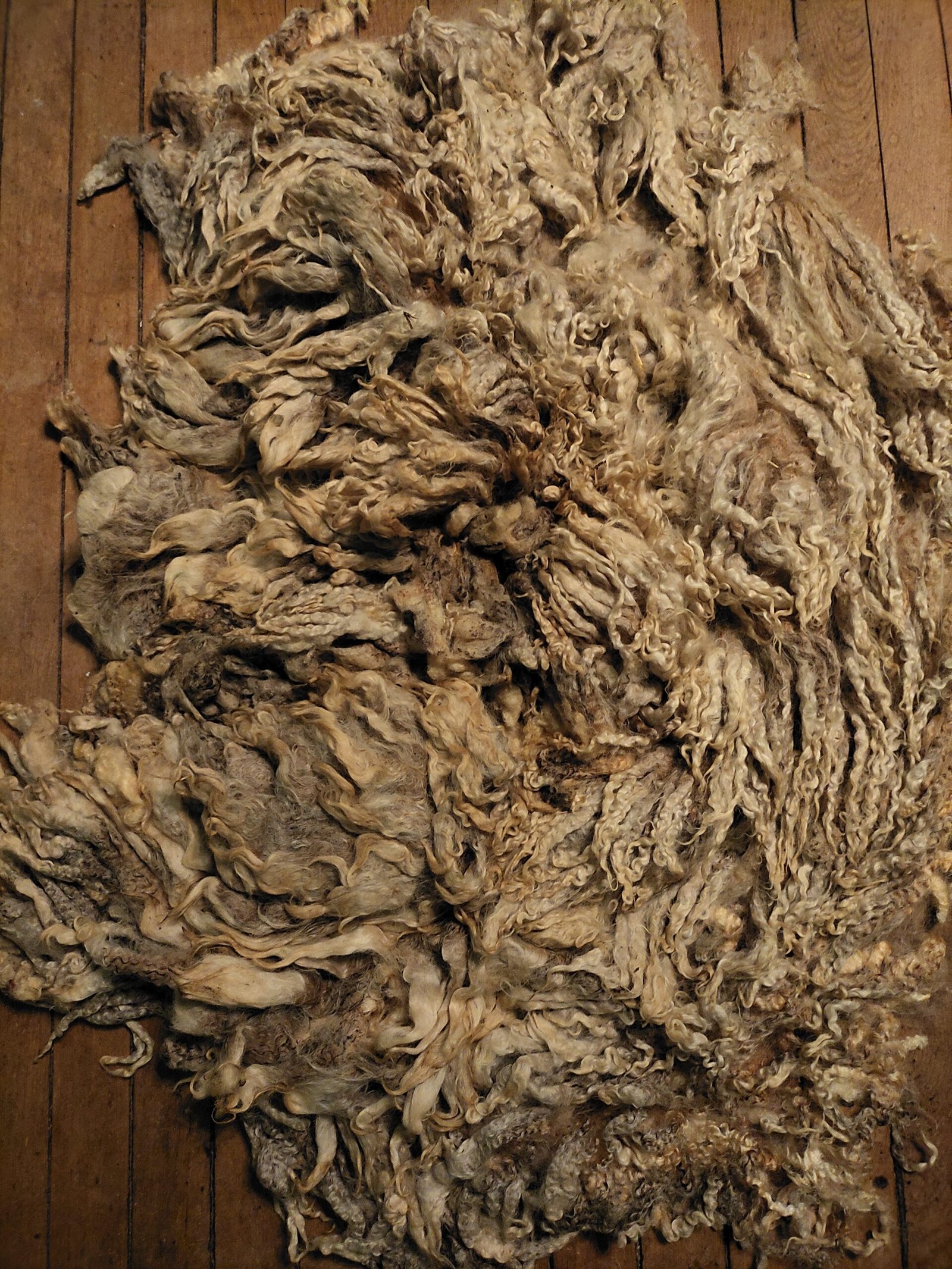 7.5" Wensleydale/Teeswater fleece