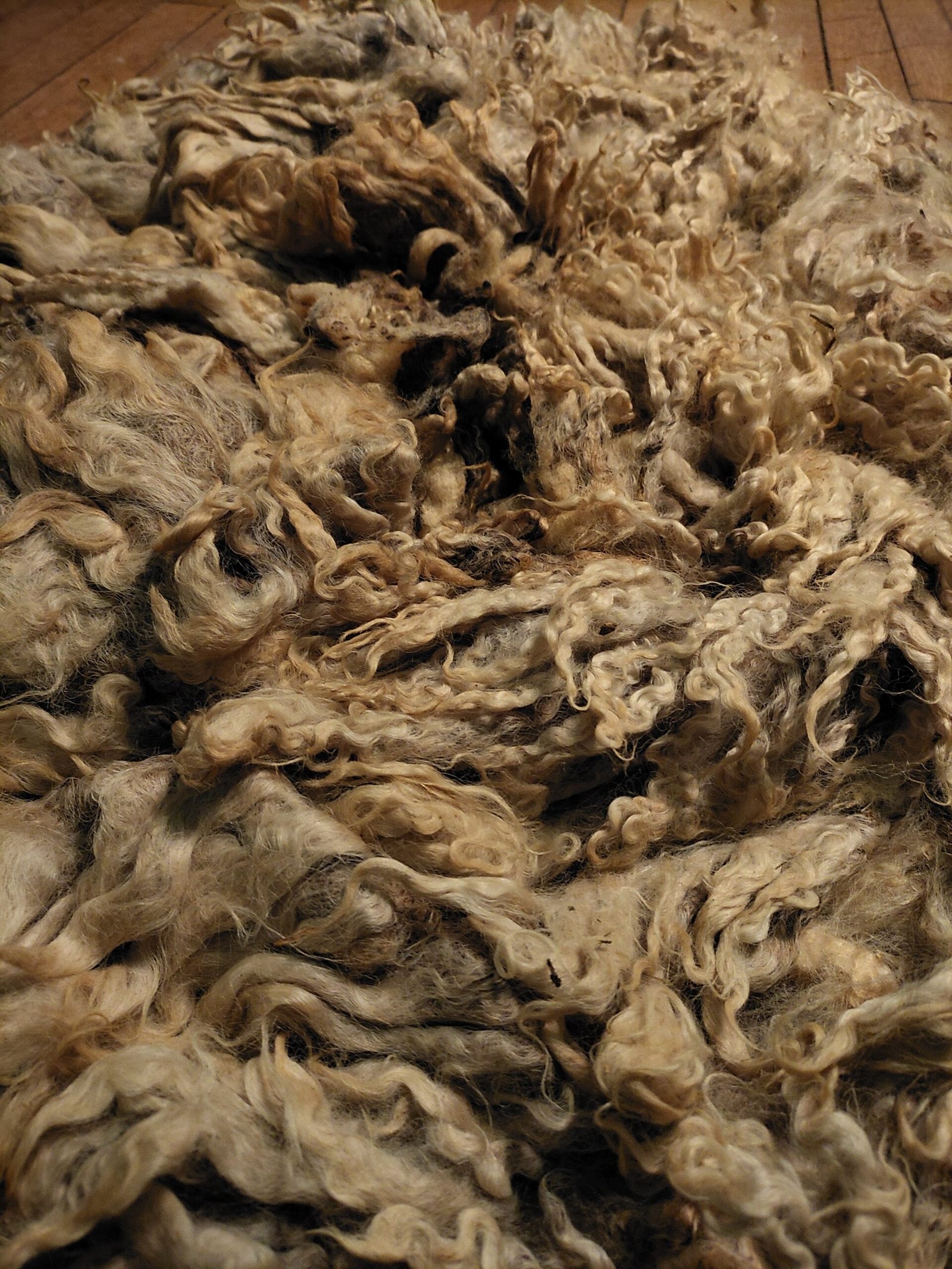 7.5" Wensleydale/Teeswater fleece - Image 2