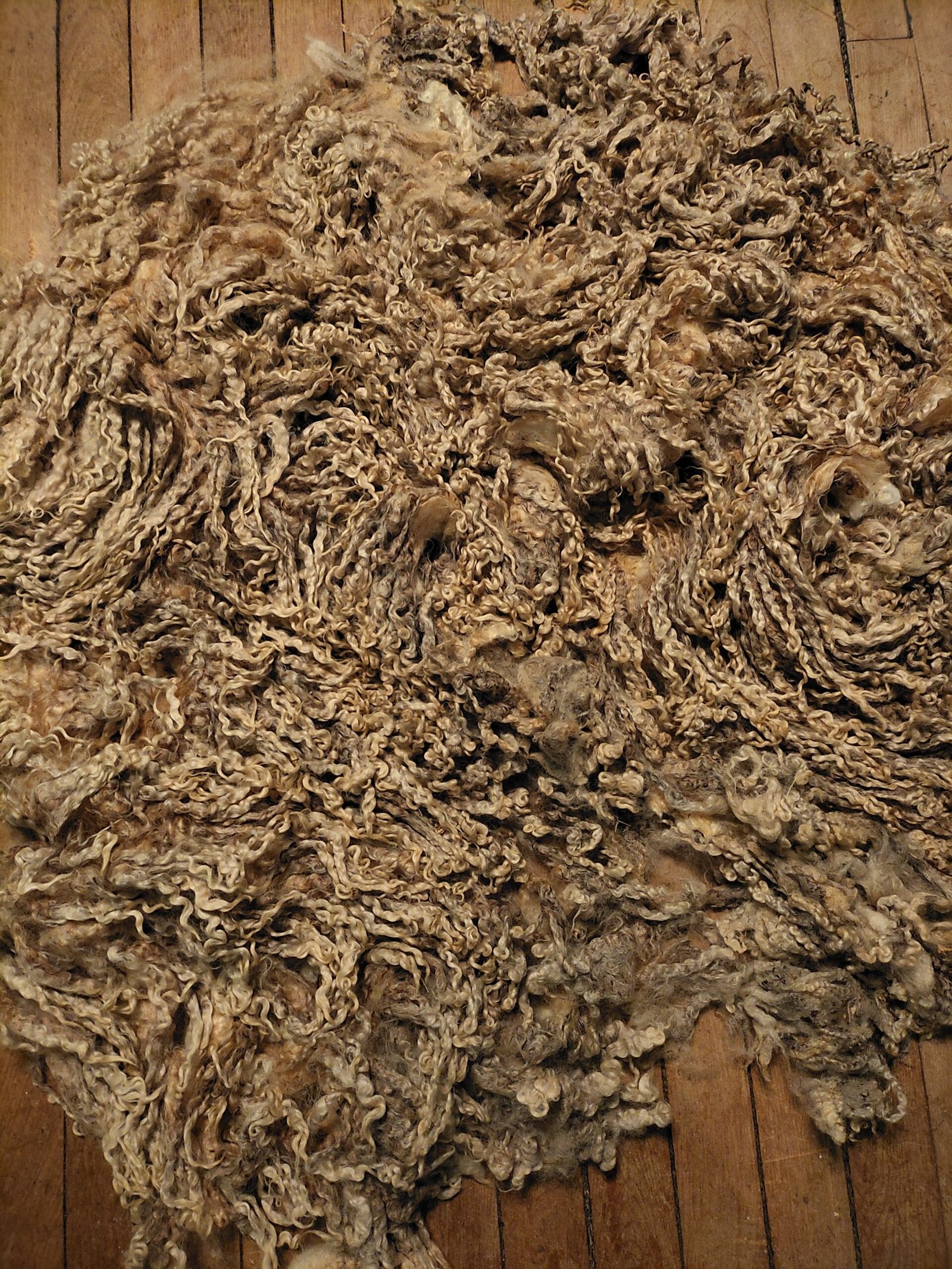 7.5" Wensleydale/Teeswater fleece