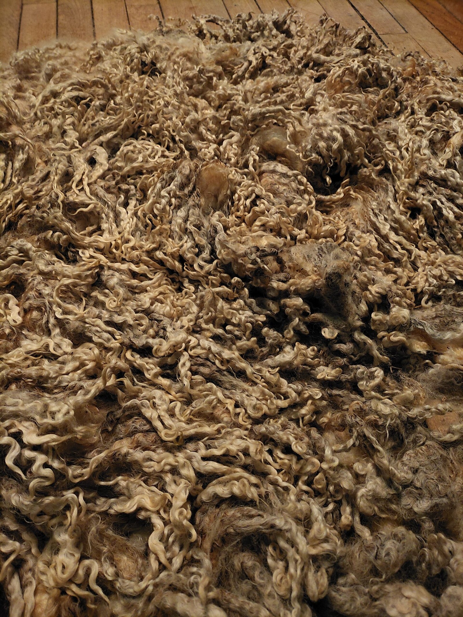 7.5" Wensleydale/Teeswater fleece - Image 2