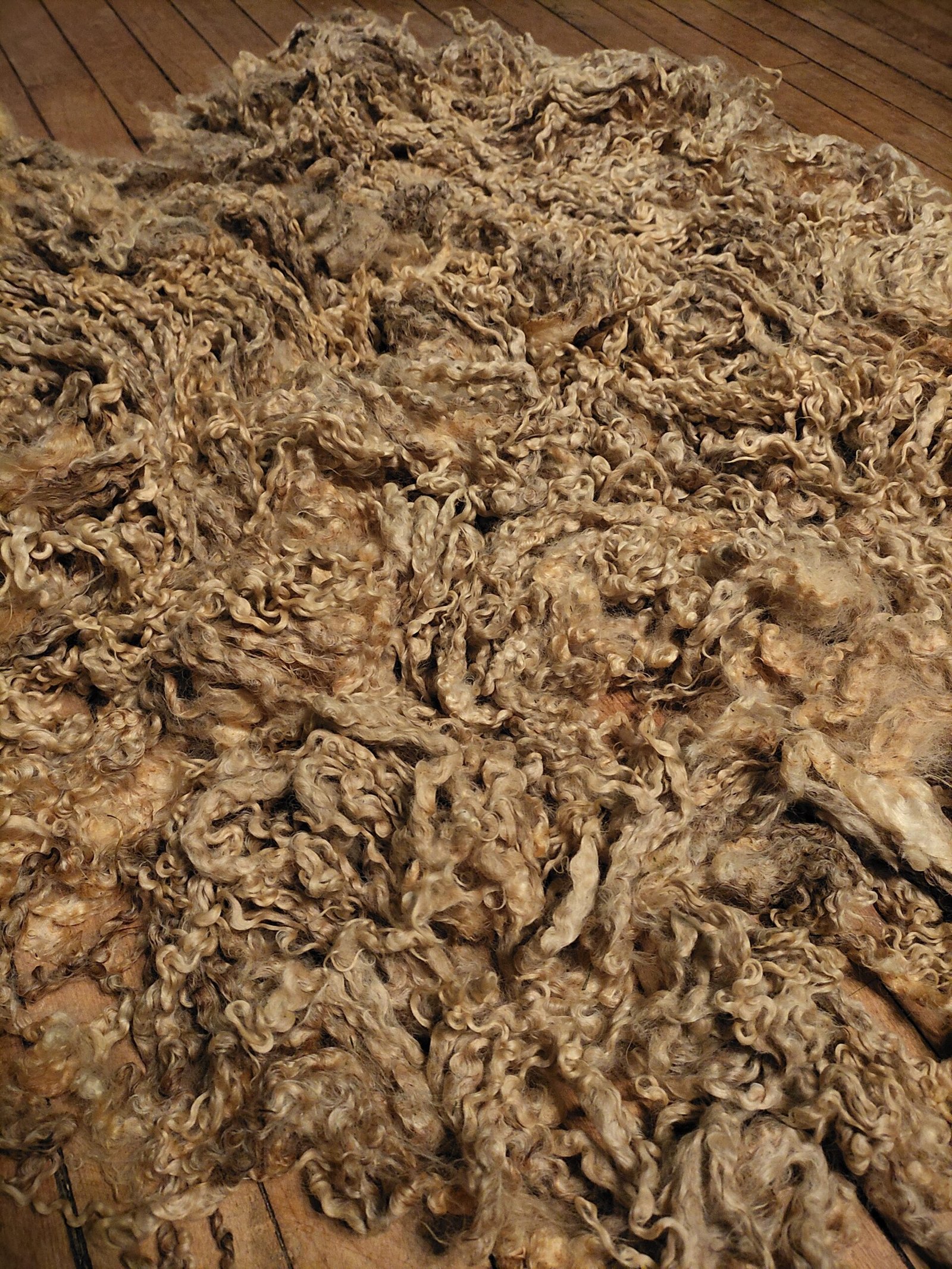 7.5" Wensleydale/Teeswater fleece - Image 4