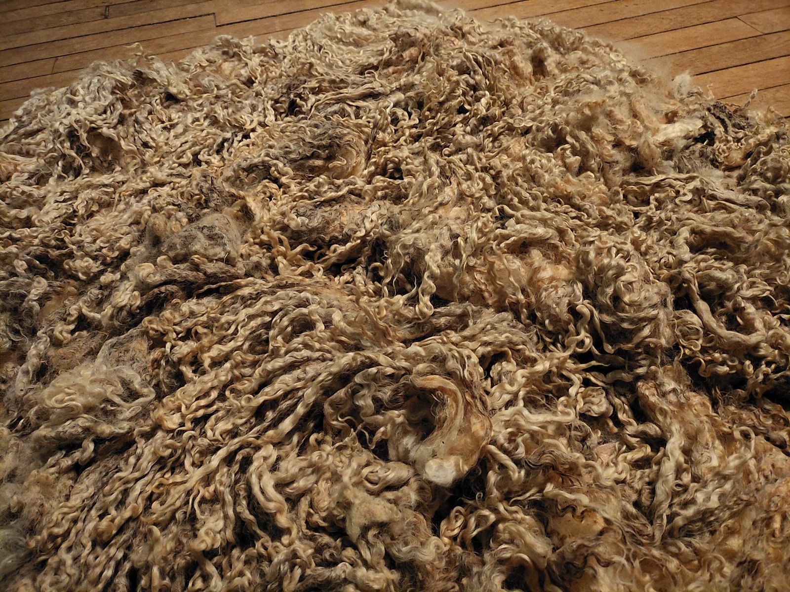 7.5" Wensleydale/Teeswater fleece - Image 3