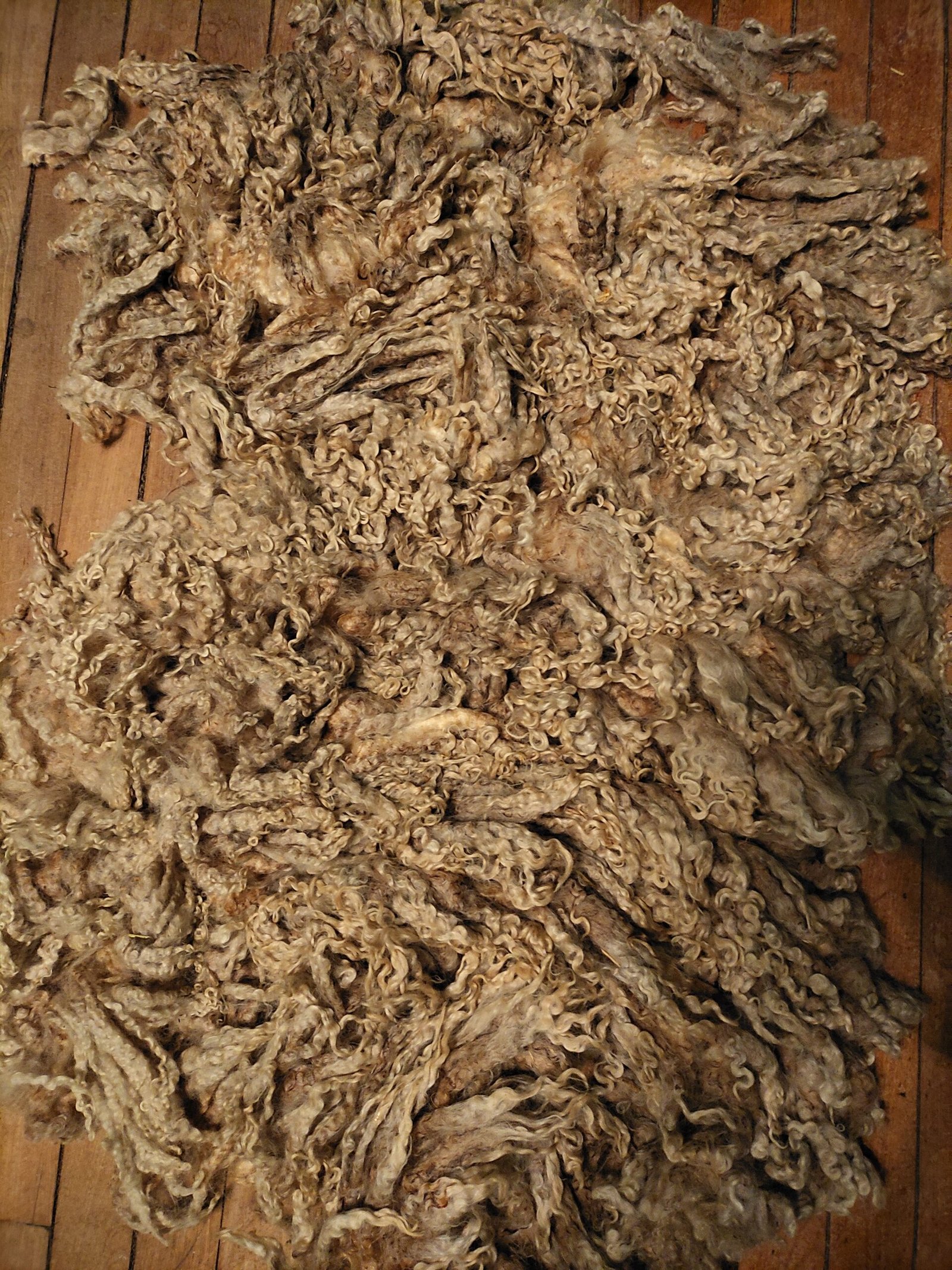 9" Wensleydale/Teeswater fleece