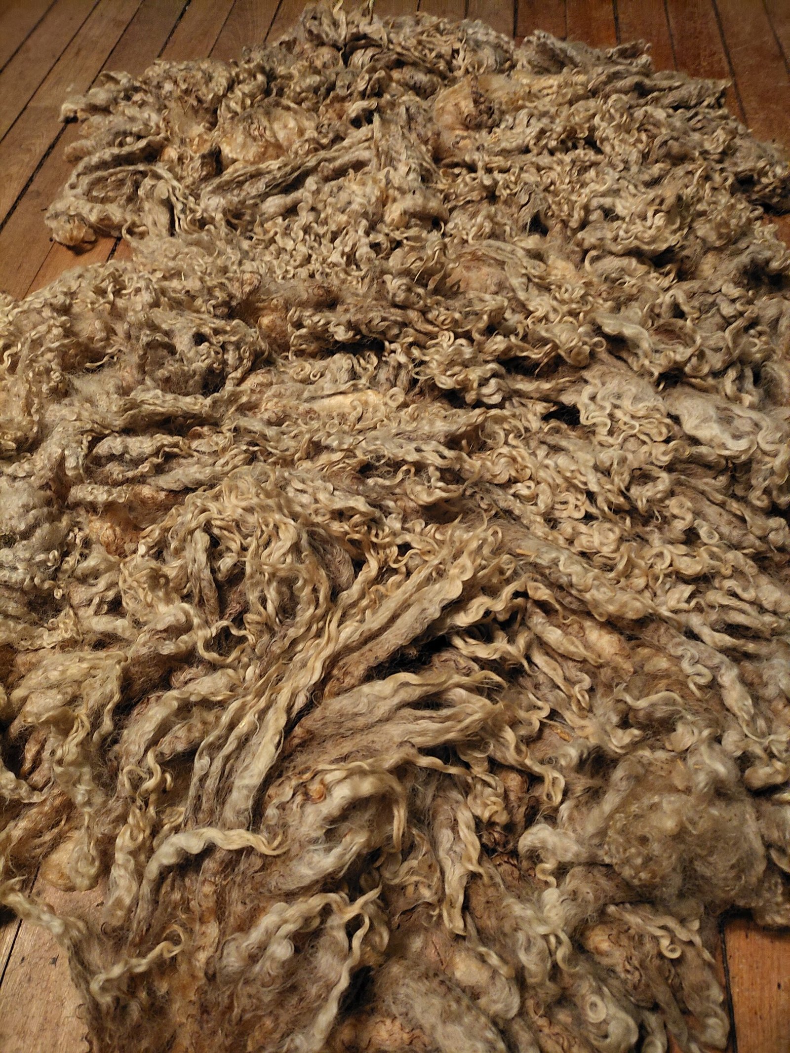 9" Wensleydale/Teeswater fleece - Image 2