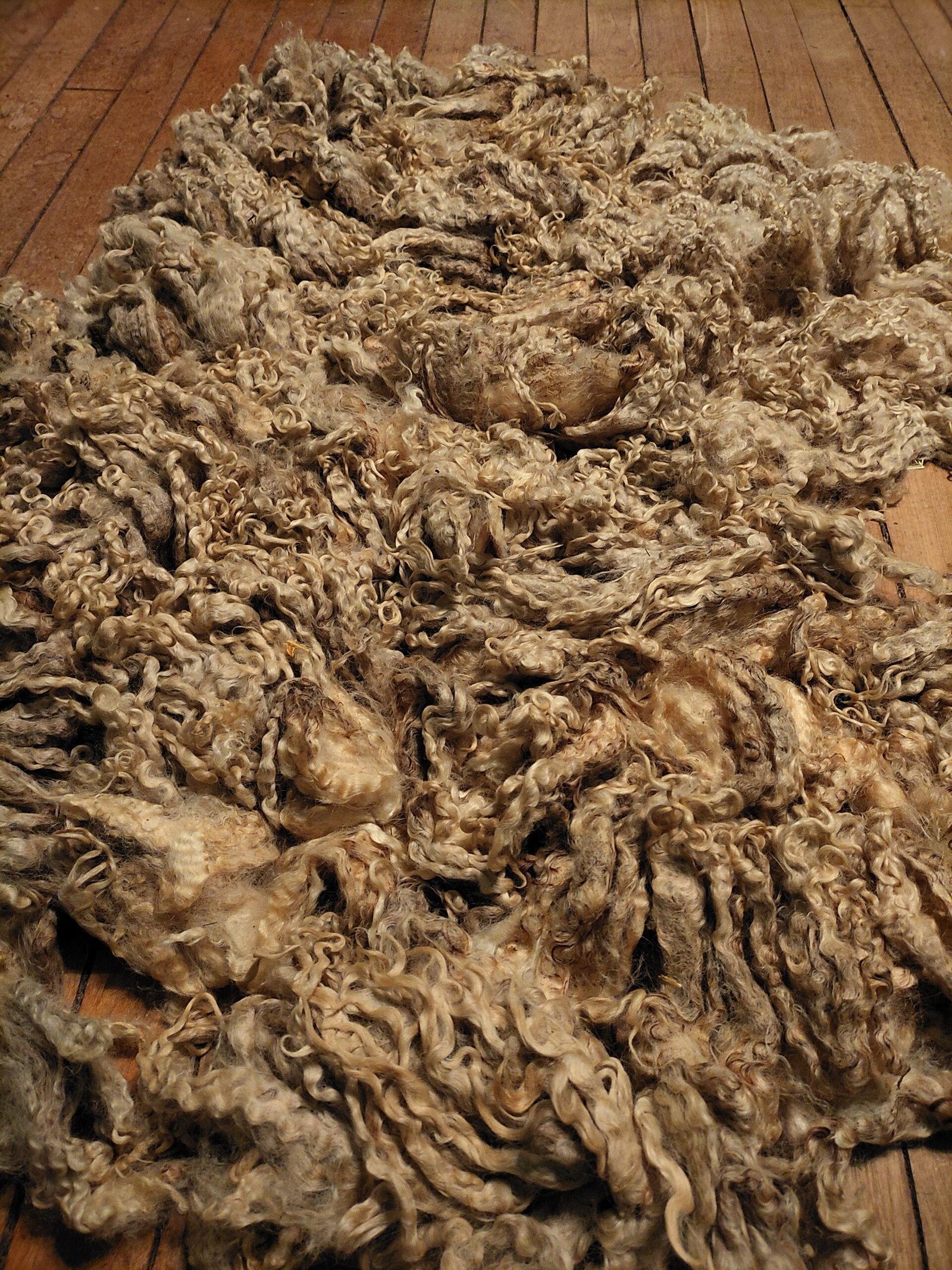 9" Wensleydale/Teeswater fleece - Image 4