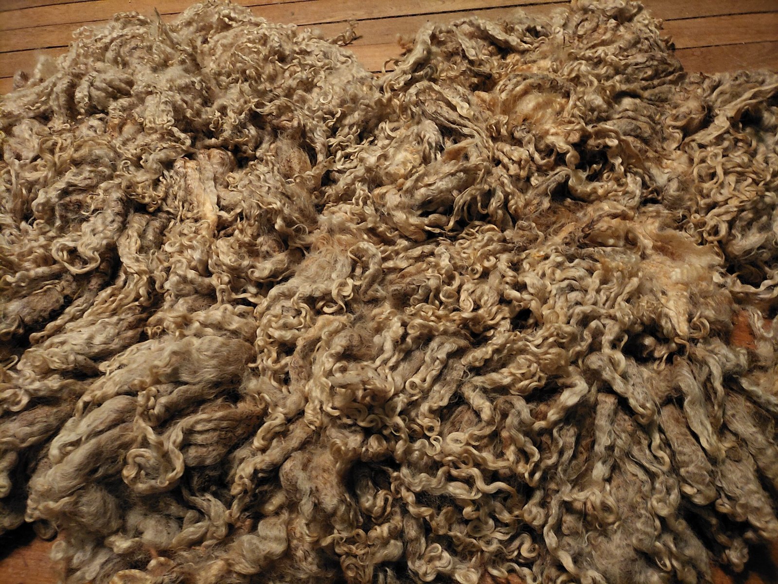 9" Wensleydale/Teeswater fleece - Image 3