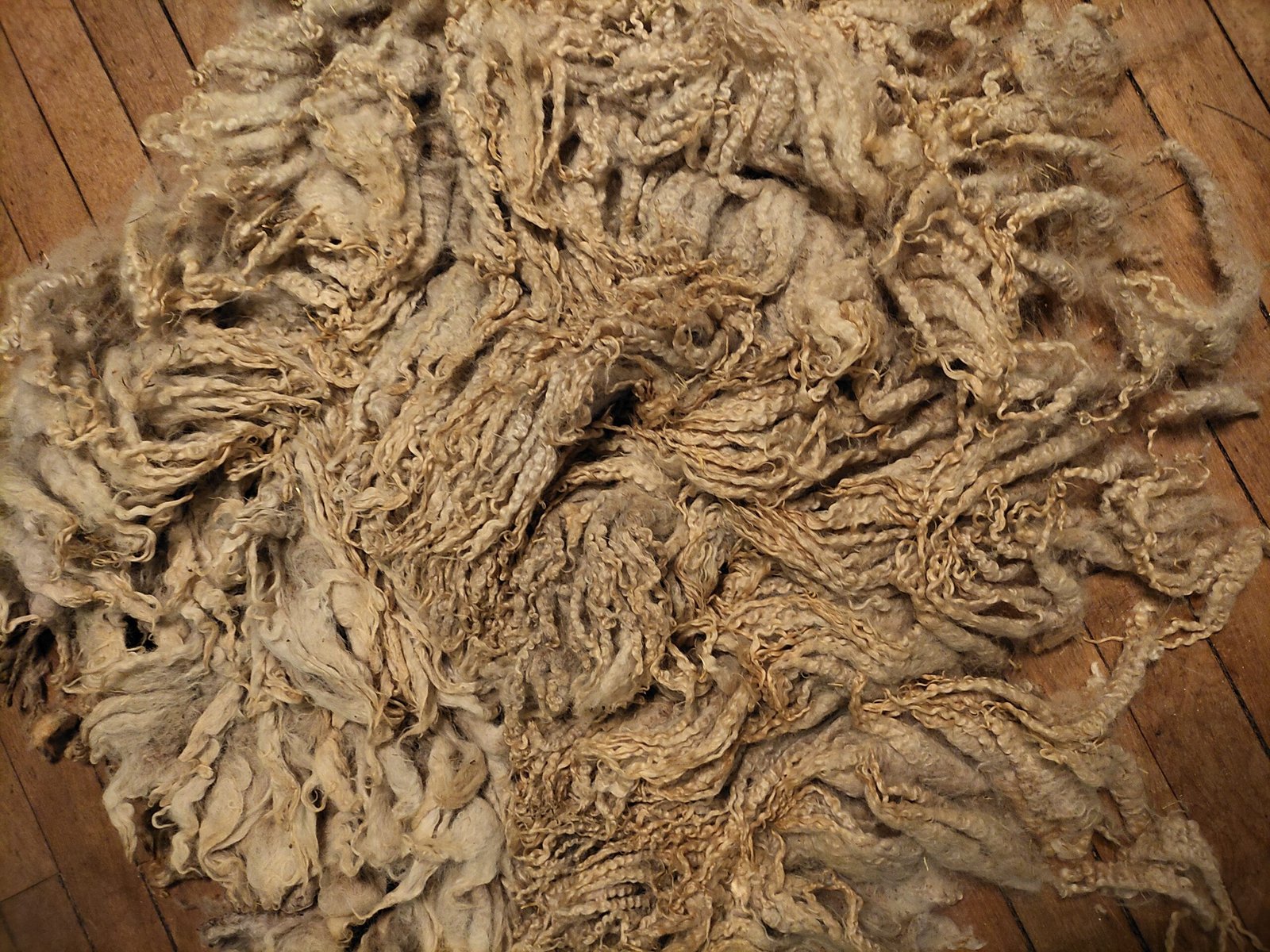 8" Wensleydale/Teeswater fleece